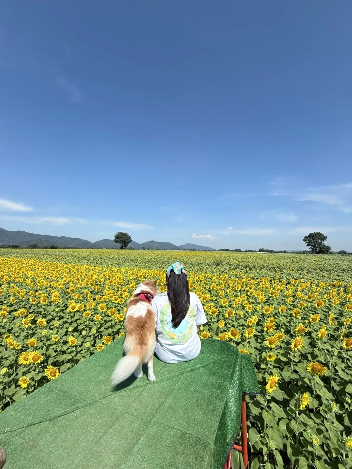 ทุ่งดอกทานตะวัน บ้านไร่คุณยายส้มป่อย pets image 7