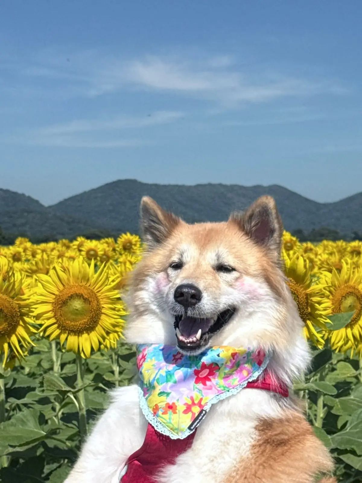 ทุ่งดอกทานตะวัน บ้านไร่คุณยายส้มป่อย pets image 5