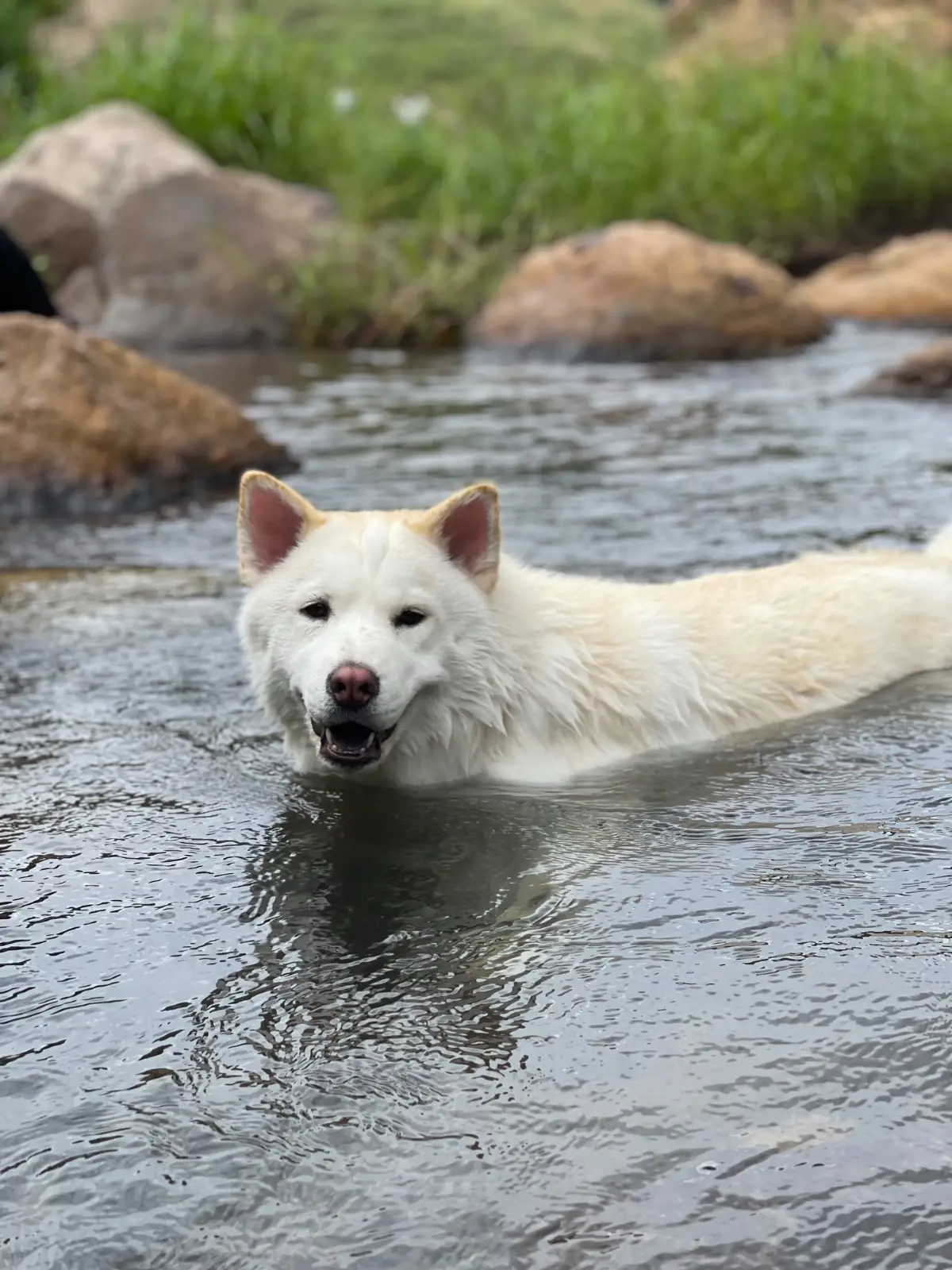 น้ำตกเขาช่องลม pets image 5