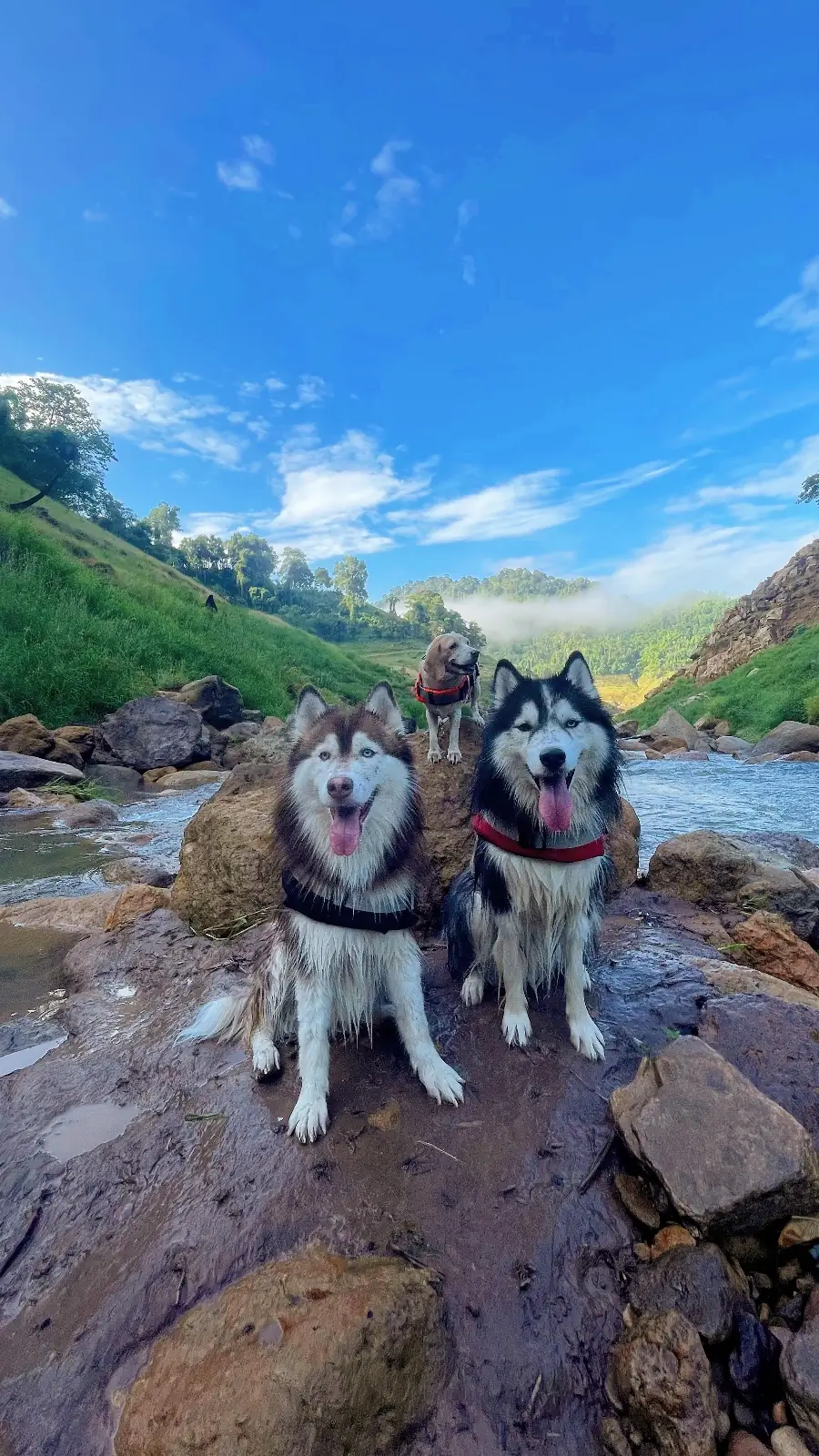 น้ำตกเขาช่องลม pets image 10