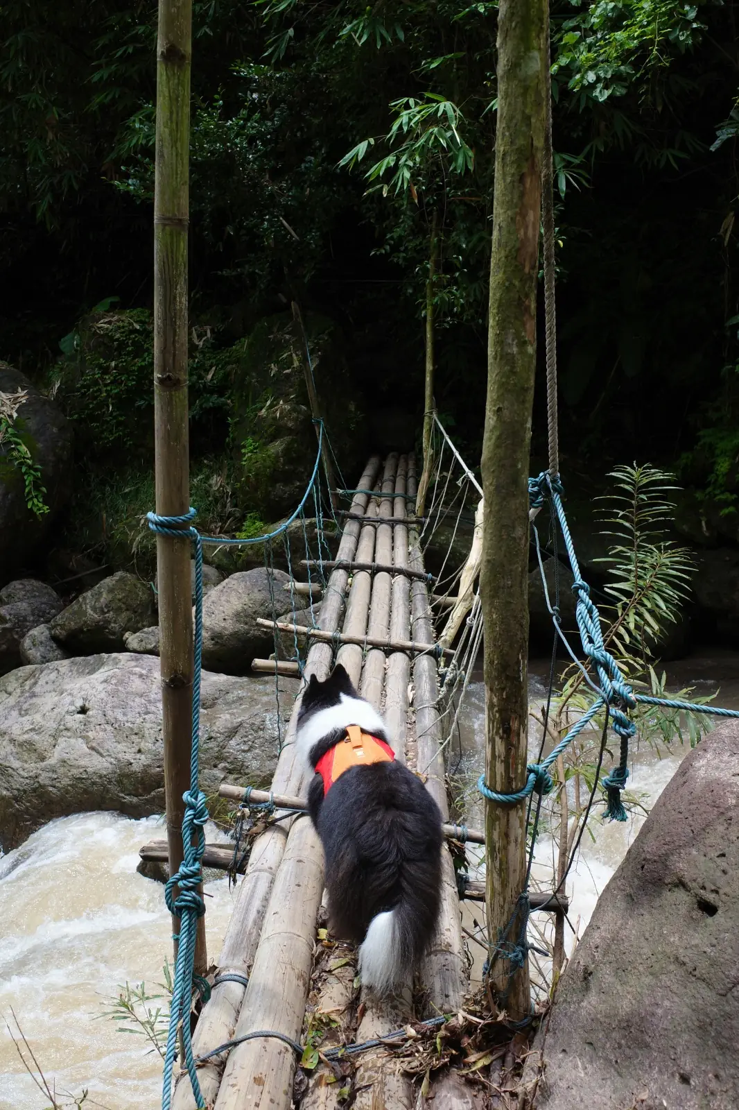 น้ำตกเขาช่องลม pets image 22