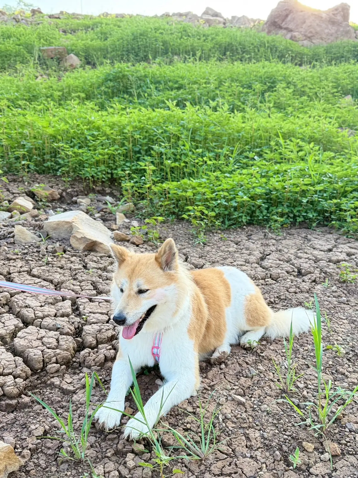 น้ำตกเขาช่องลม pets image 18