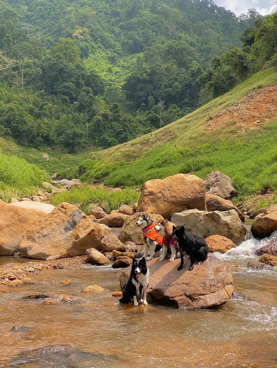 น้ำตกเขาช่องลม pets image 14