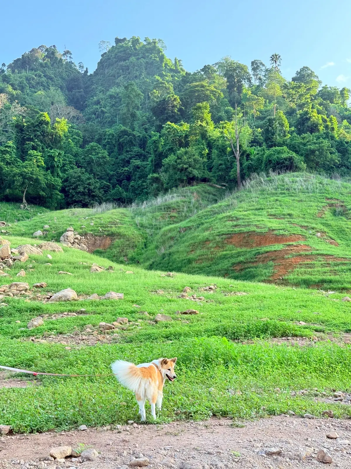 น้ำตกเขาช่องลม pets image 20