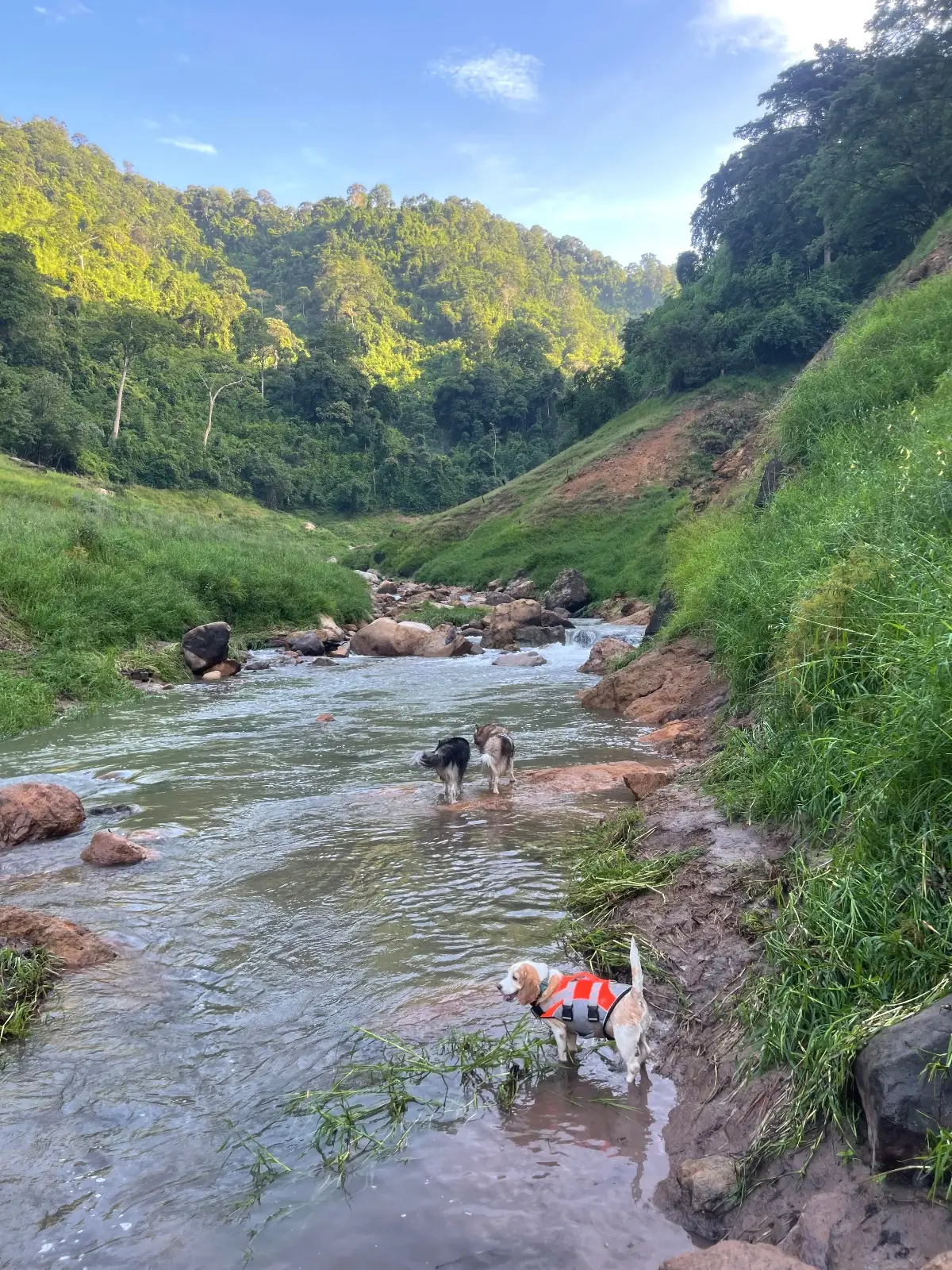 น้ำตกเขาช่องลม pets image 7