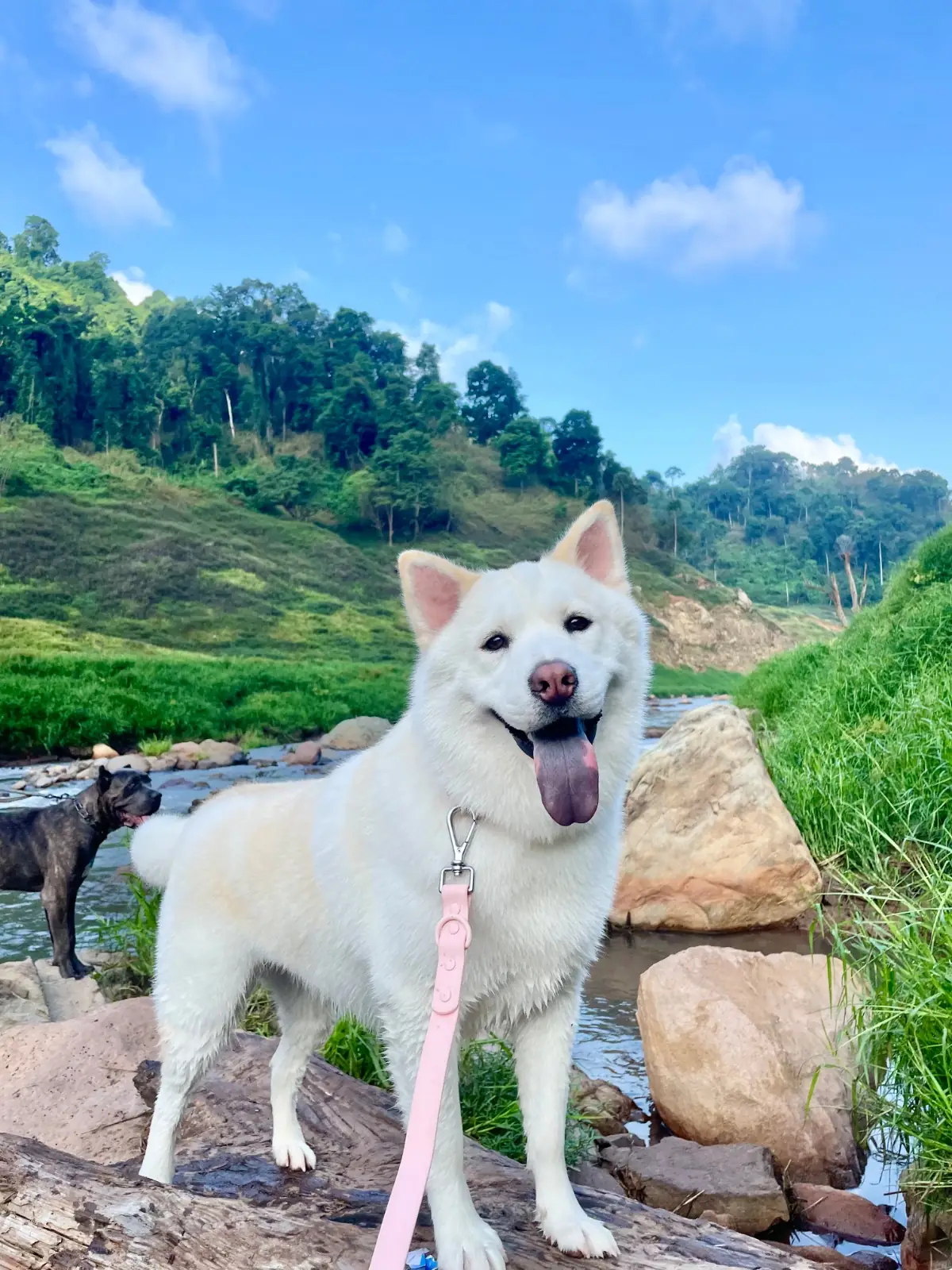 น้ำตกเขาช่องลม pets image 4