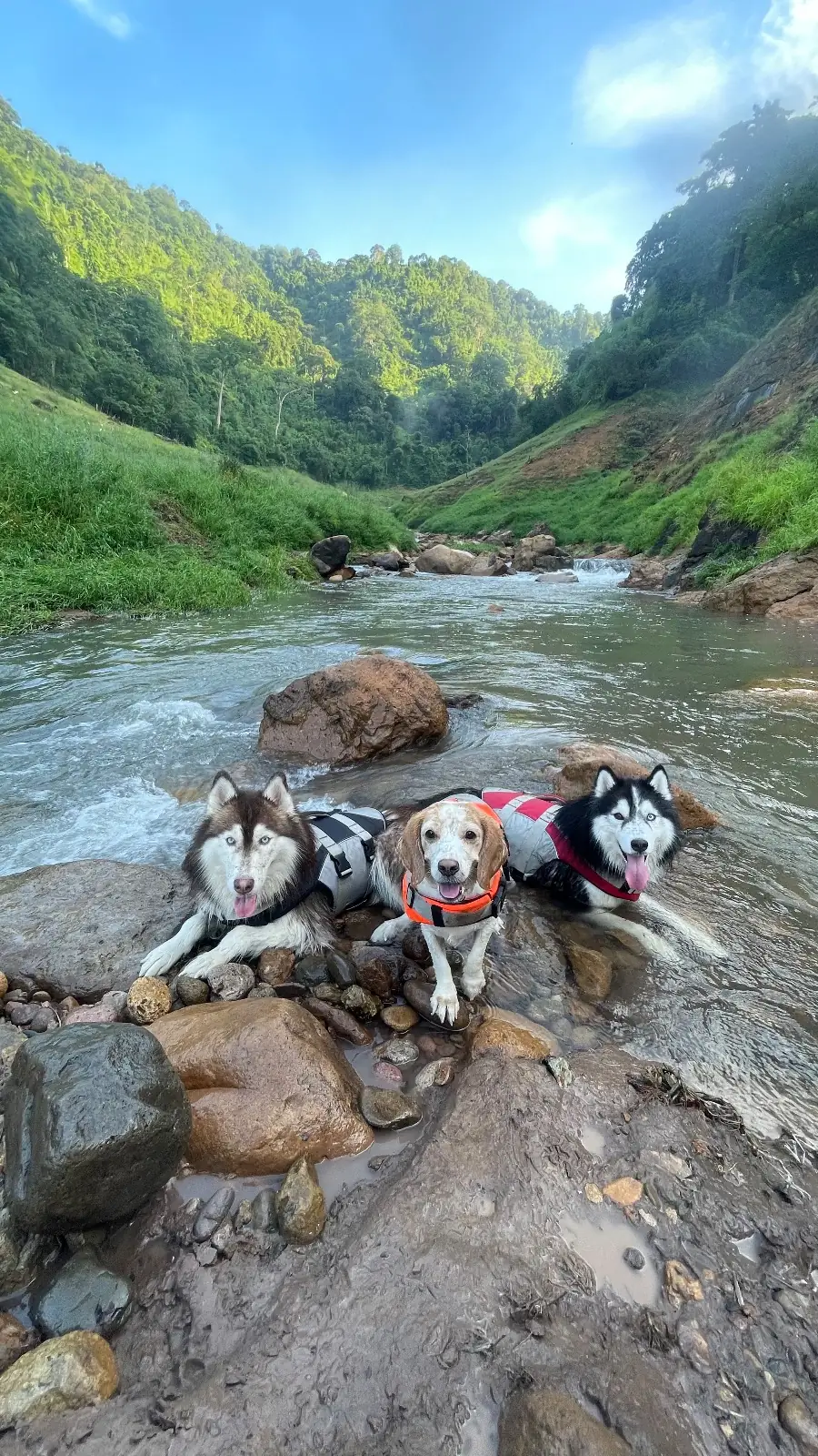 น้ำตกเขาช่องลม pets image 9