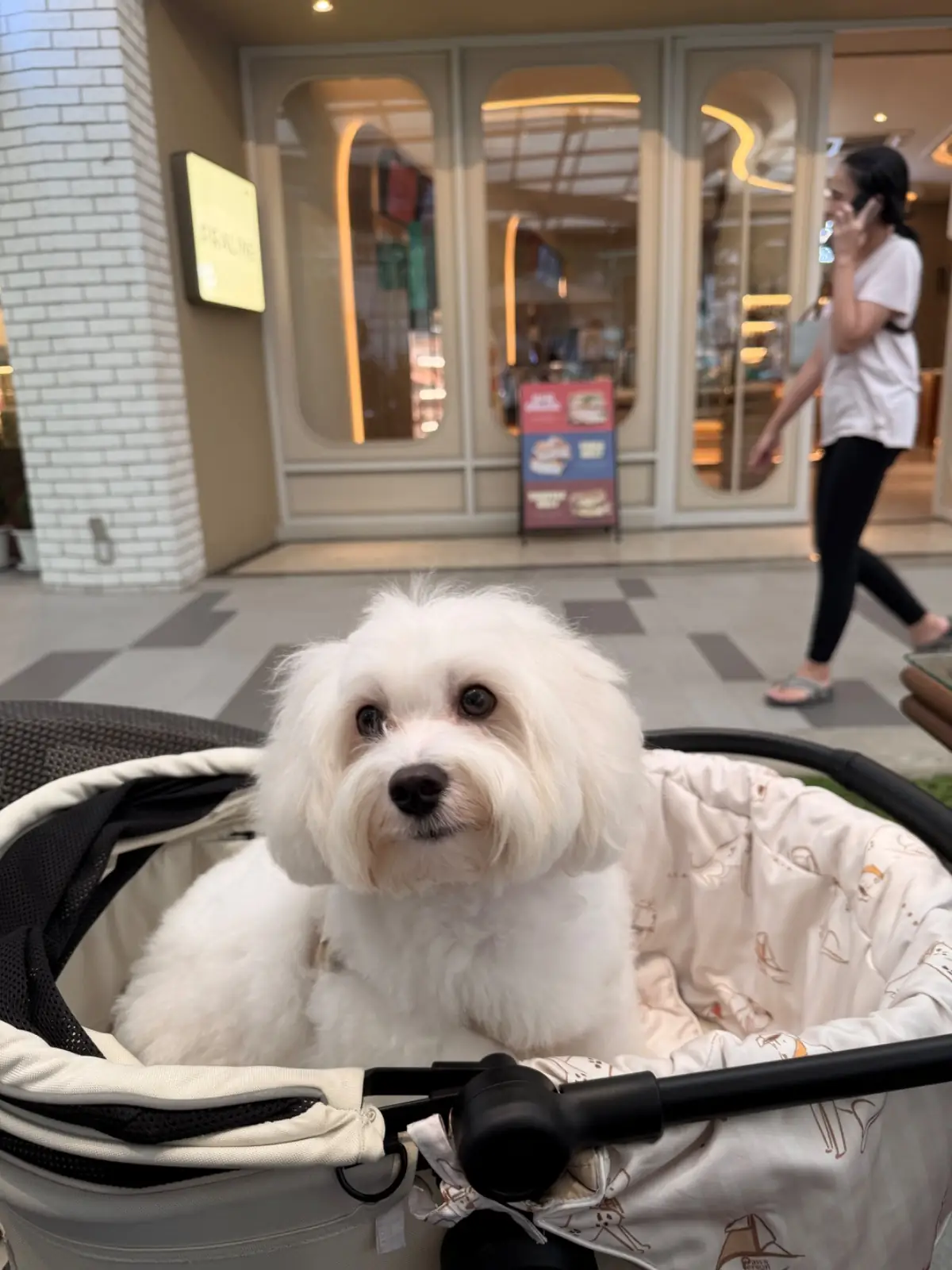 Praline - Parc Bangna pets image 1