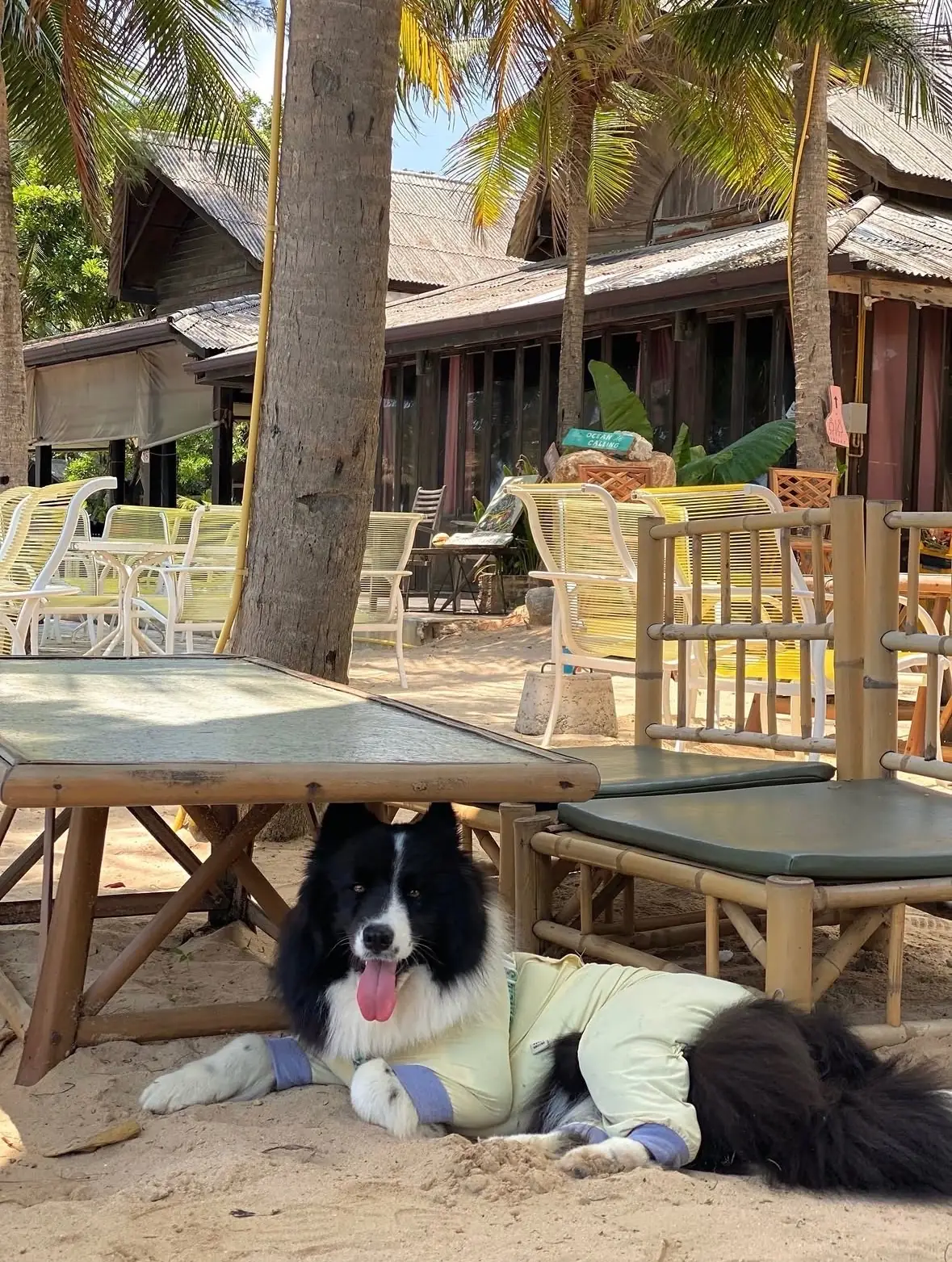 Halehala Beach Club pets image 1