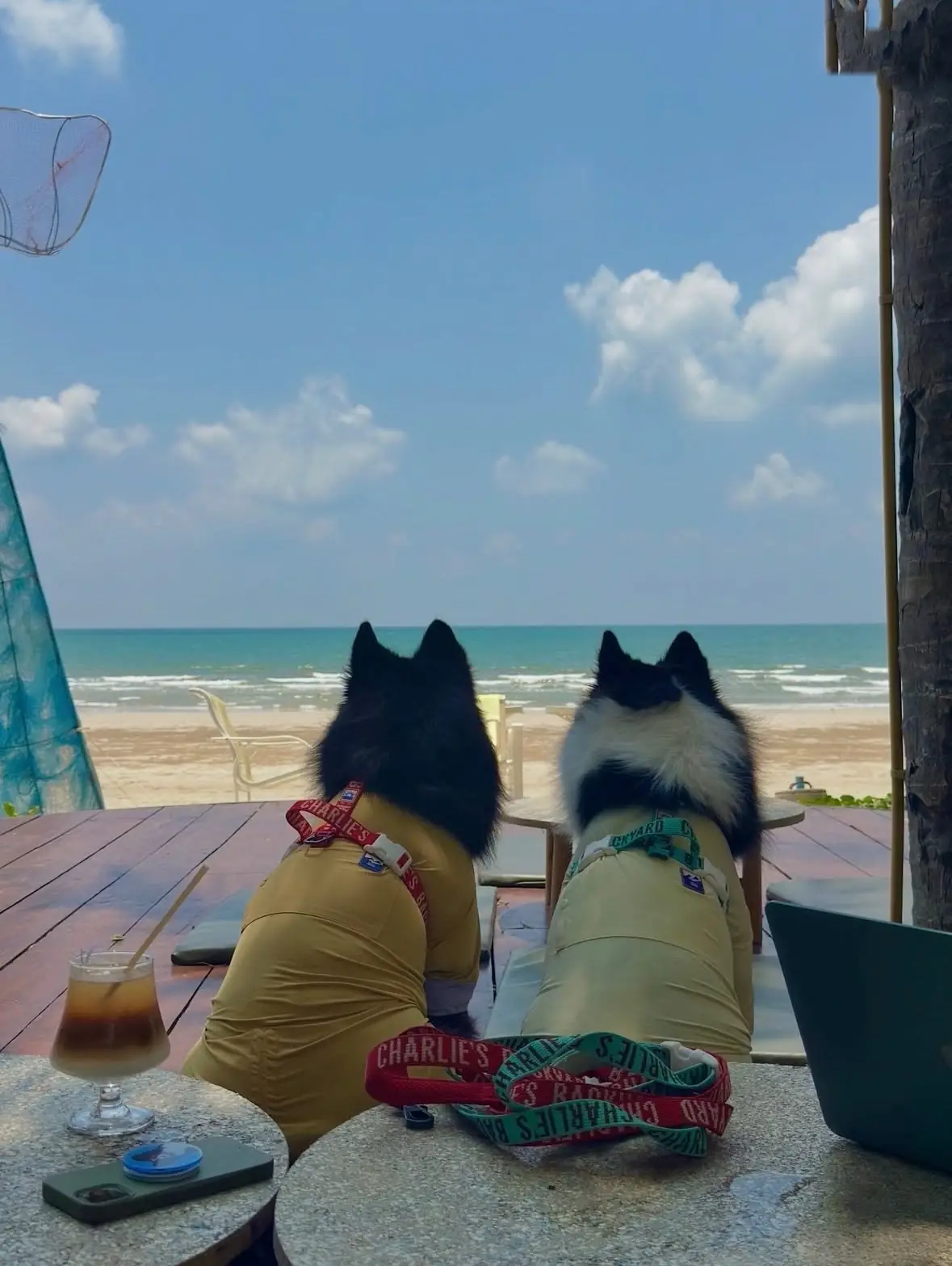 Halehala Beach Club pets image 2