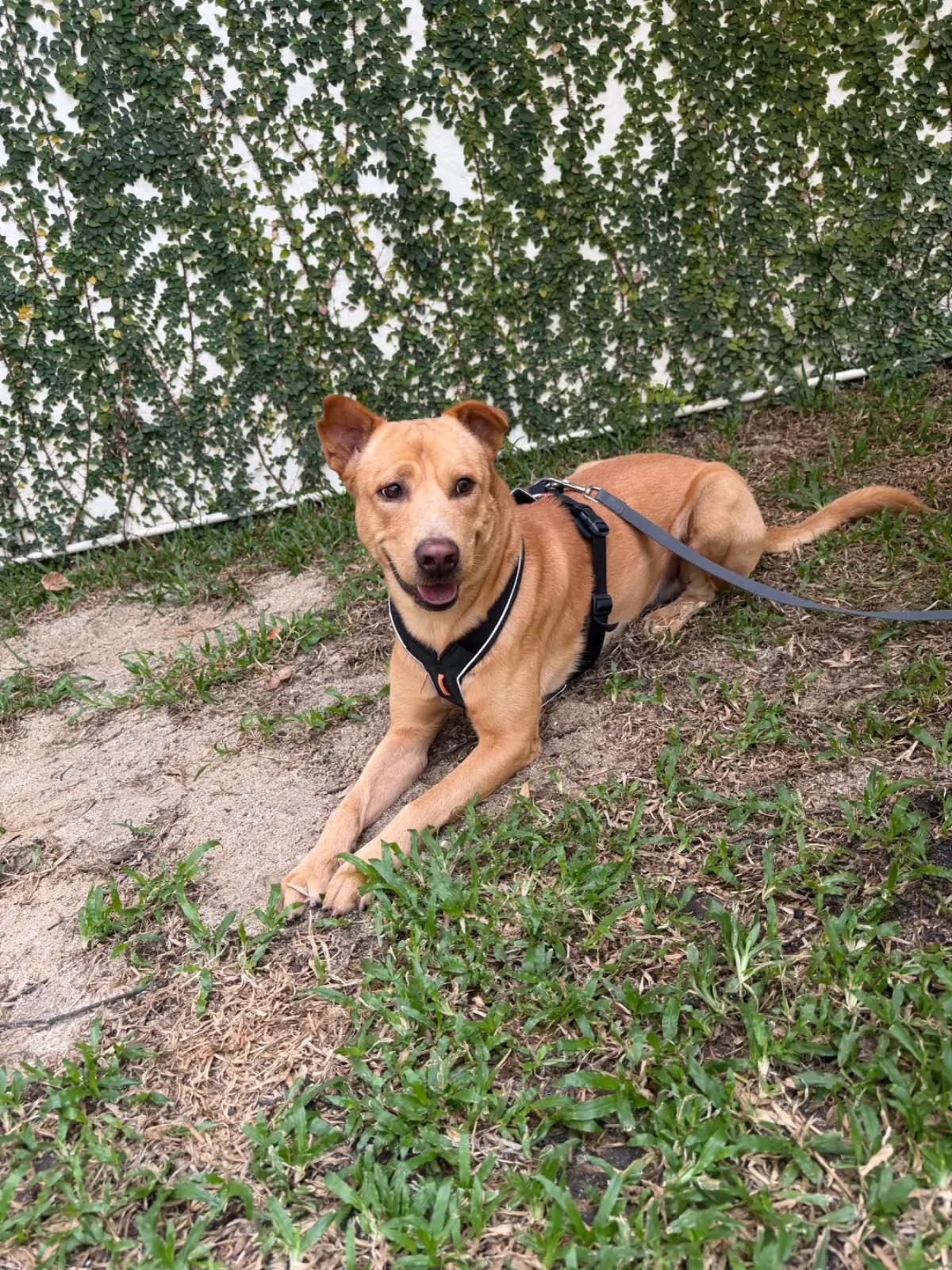 Bitter House Sansab pets image 2