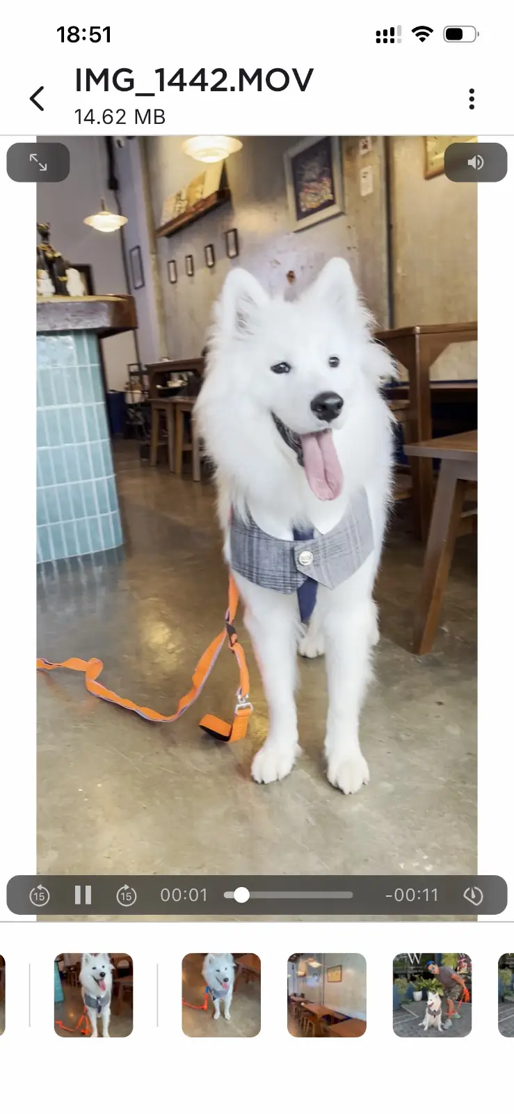 W Double You Bistro cafe’ pets image 3