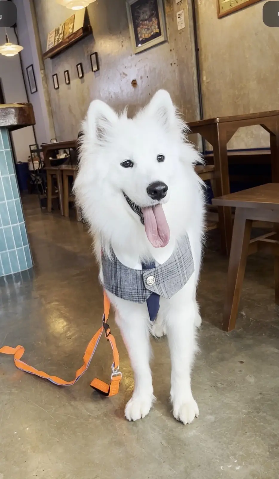 W Double You Bistro cafe’ pets image 1