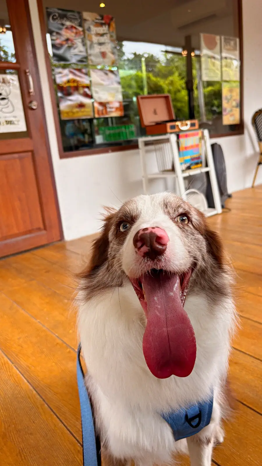 สถานีผัก & คนรักกาแฟ pets image 4