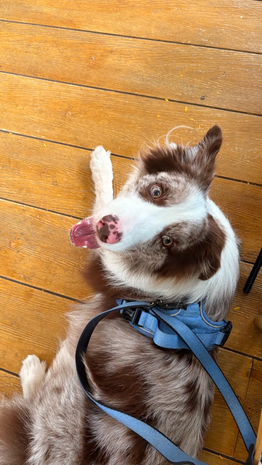 สถานีผัก & คนรักกาแฟ pets image 2