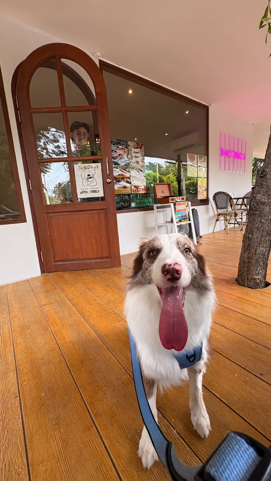 สถานีผัก & คนรักกาแฟ pets image 3