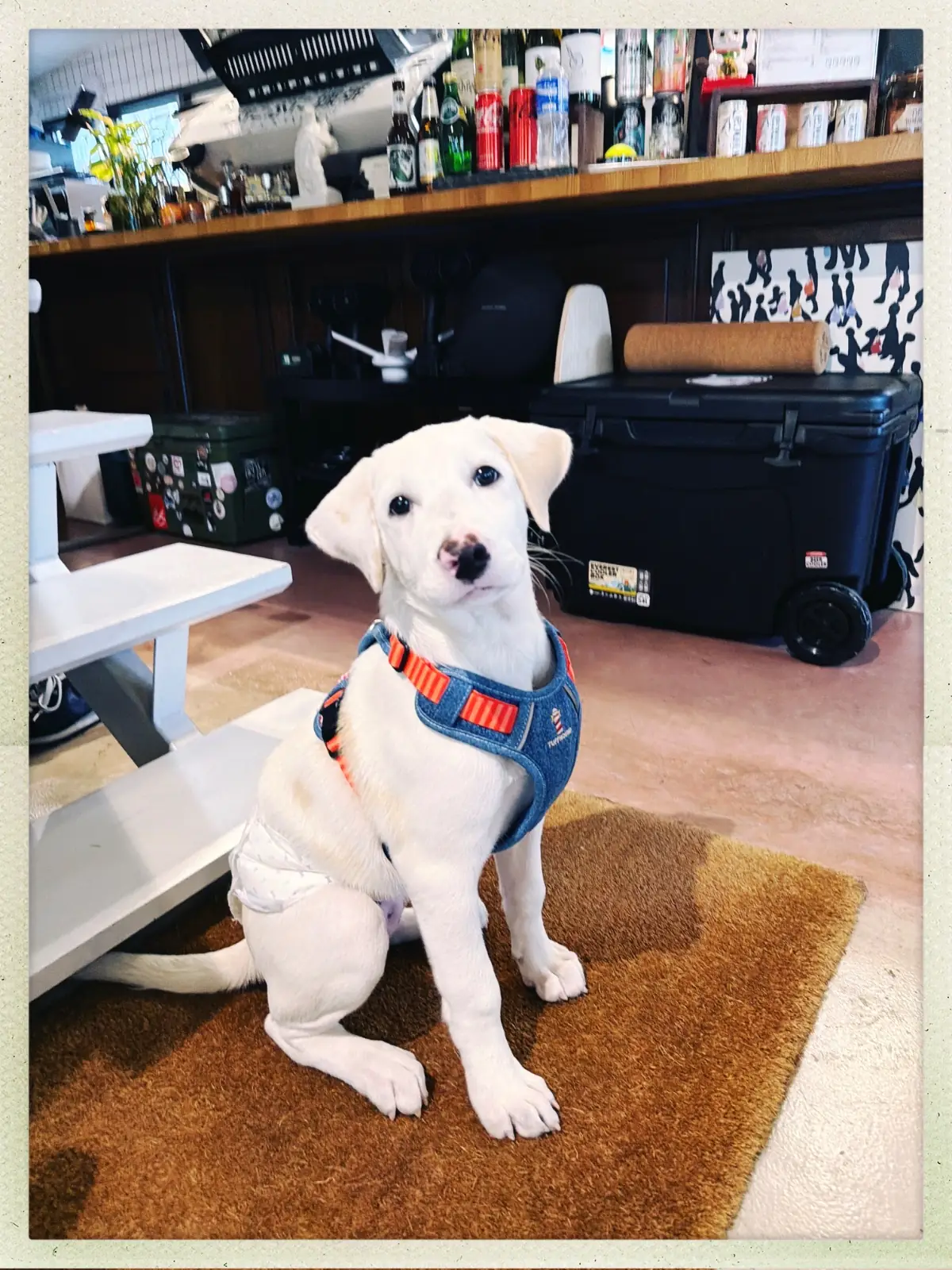 POONYPOONYCOFFEE -  RAMA9 pets image 1