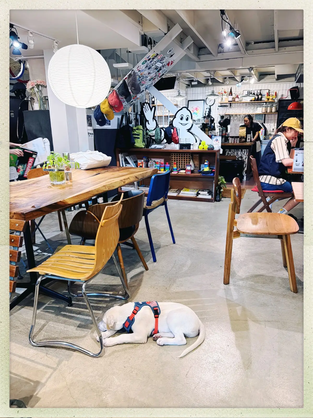 POONYPOONYCOFFEE -  RAMA9 pets image 2