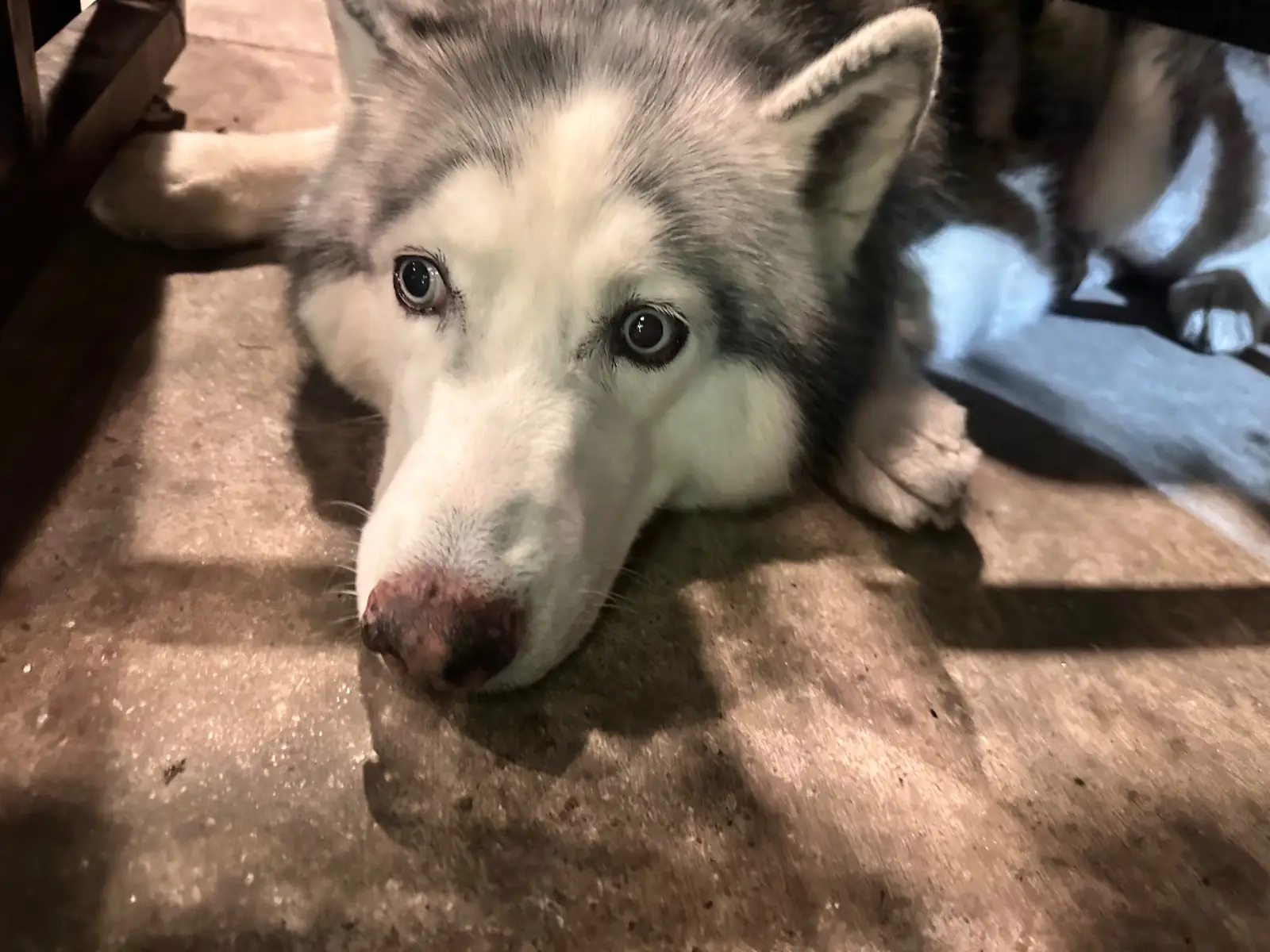 กุ๊กขี้เมา นวลจันทร์ pets image 1