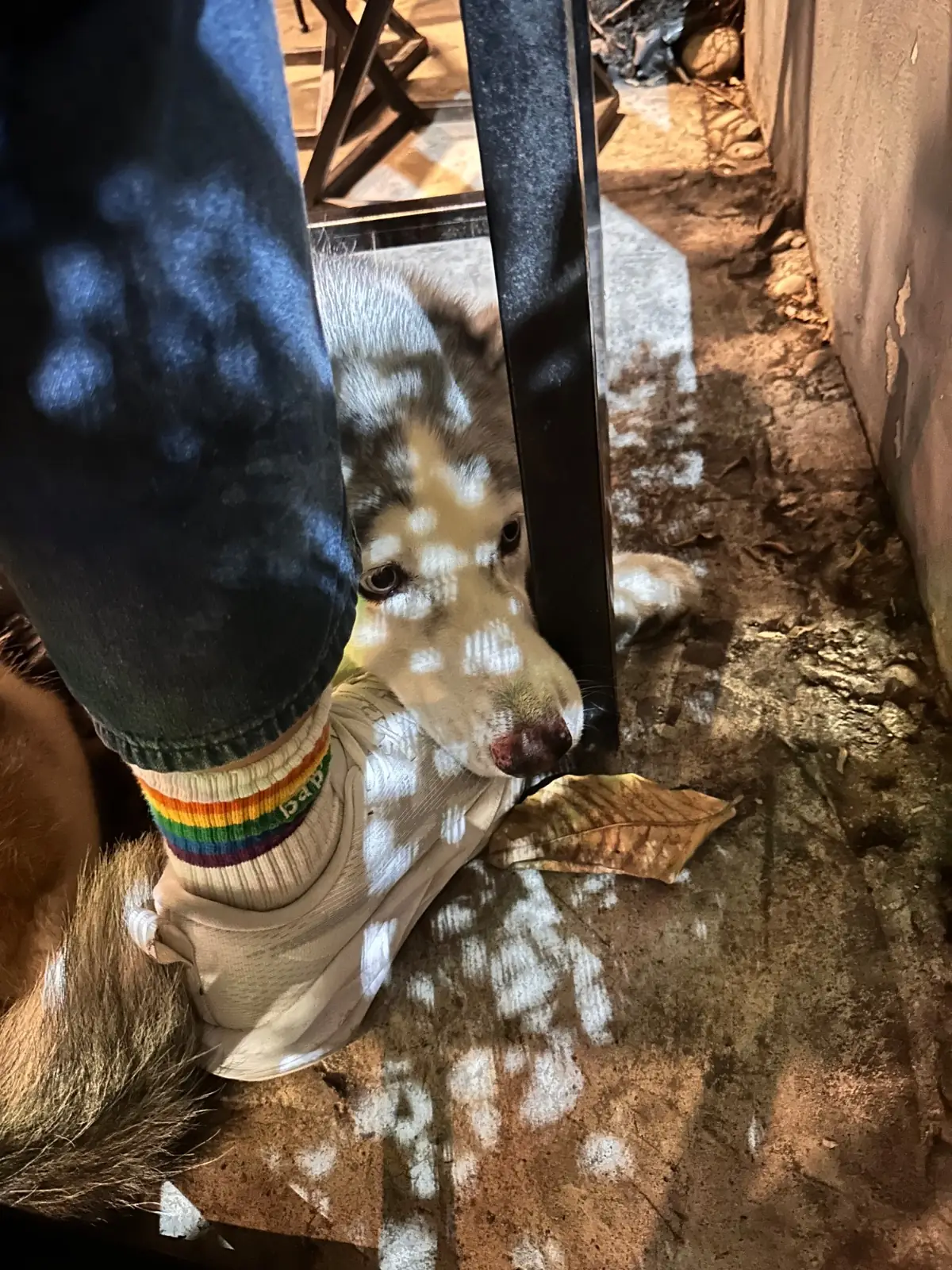 กุ๊กขี้เมา นวลจันทร์ pets image 2