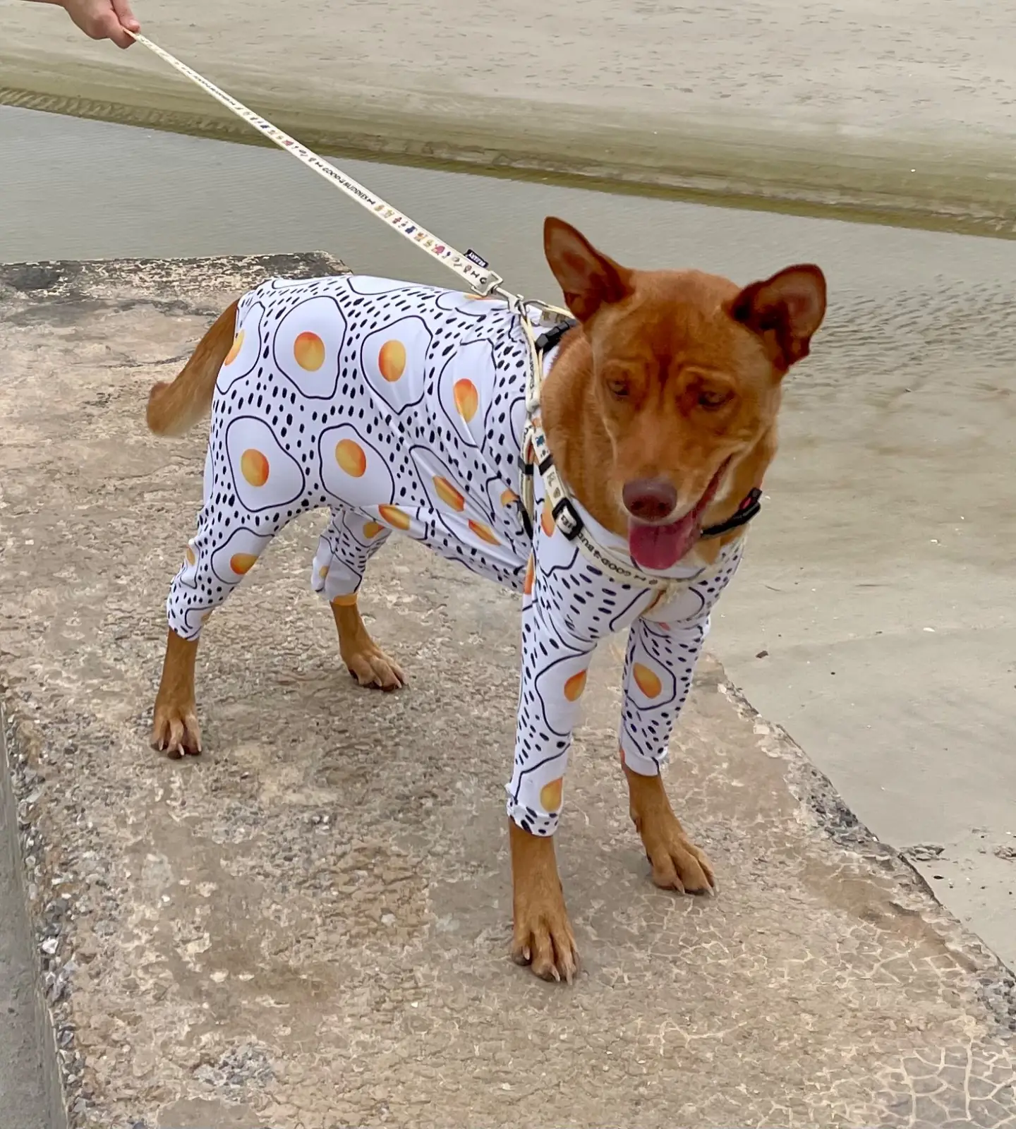 MATAPITA.TEA pets image 1