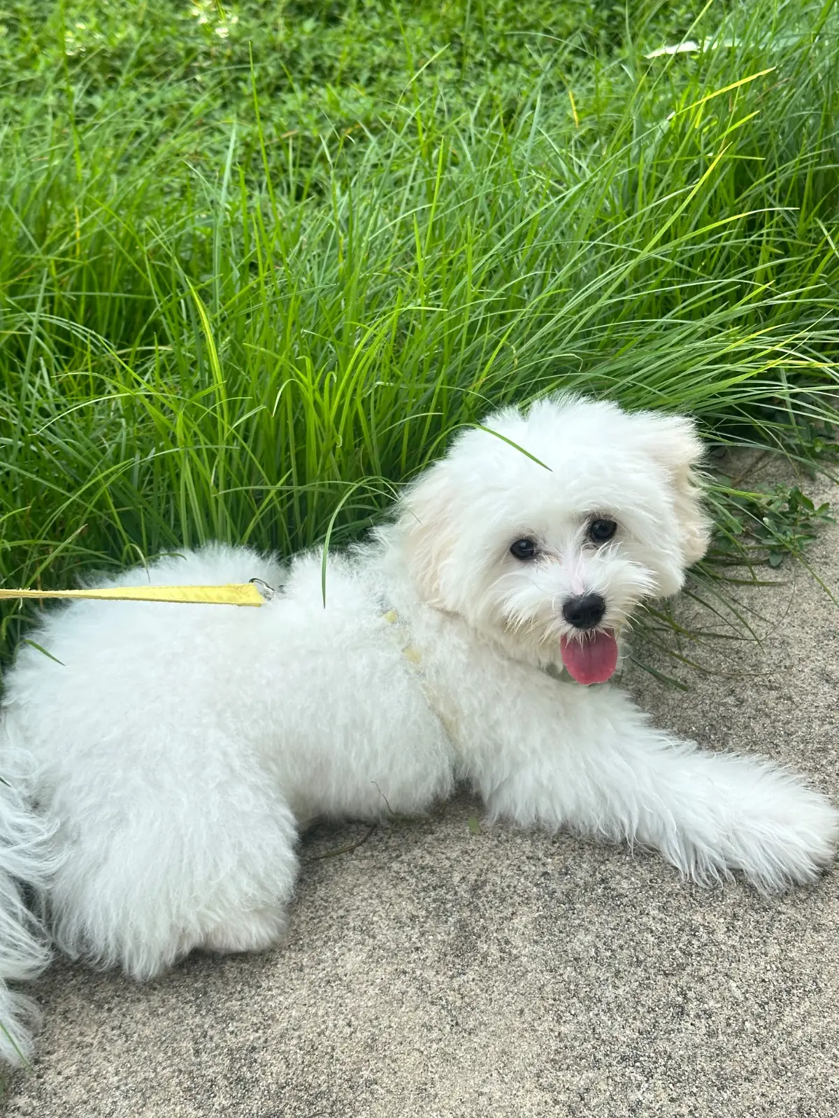 Suan Sunak Suan Benjakitti pets image 1