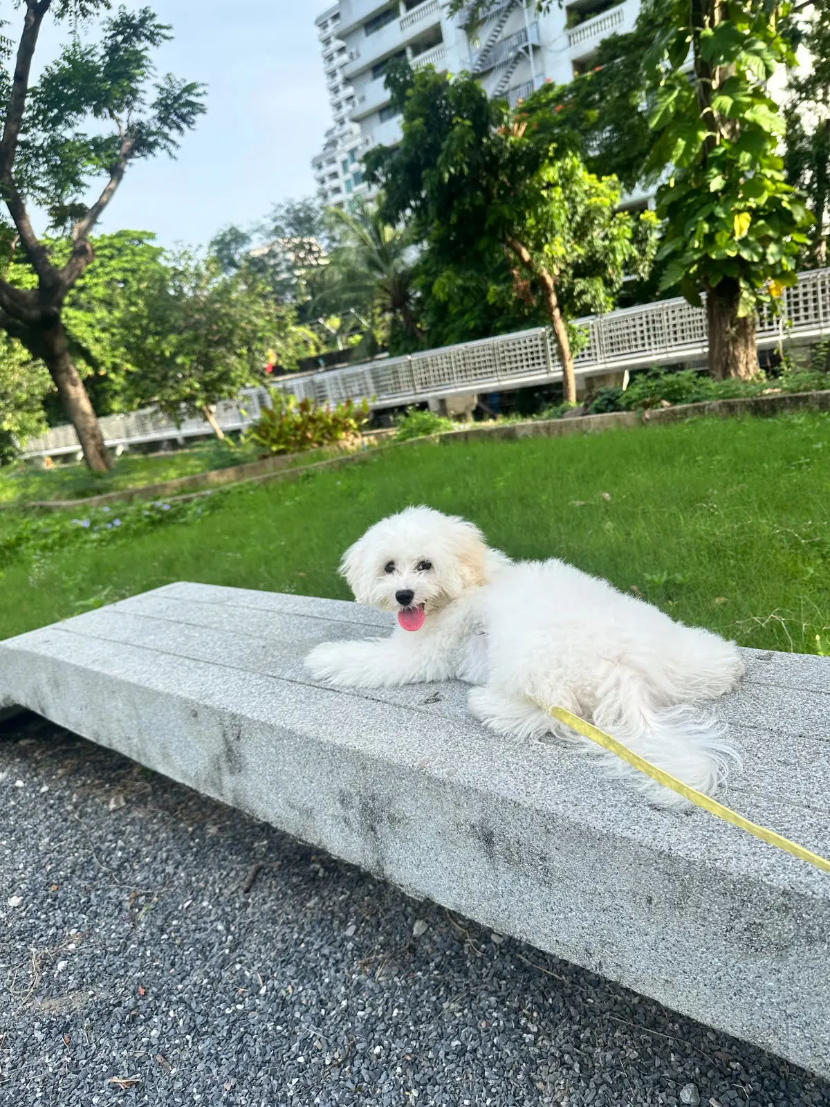 Suan Sunak Suan Benjakitti pets image 2