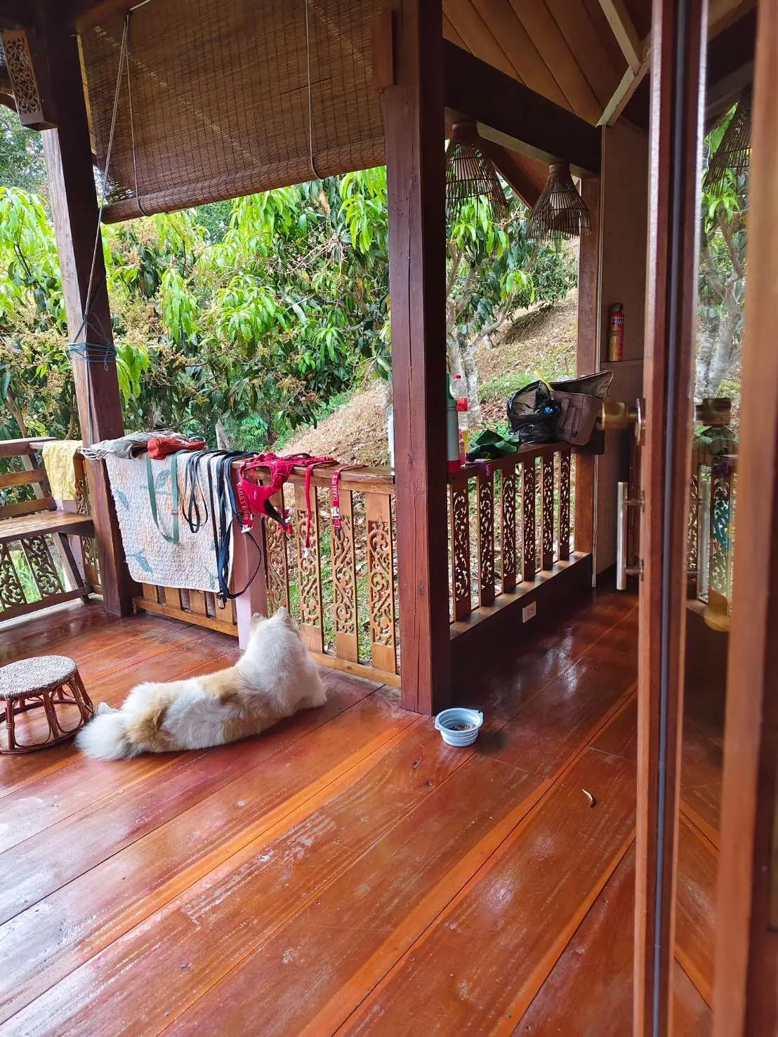 BLISS Homestay Maetaeng pets image 6