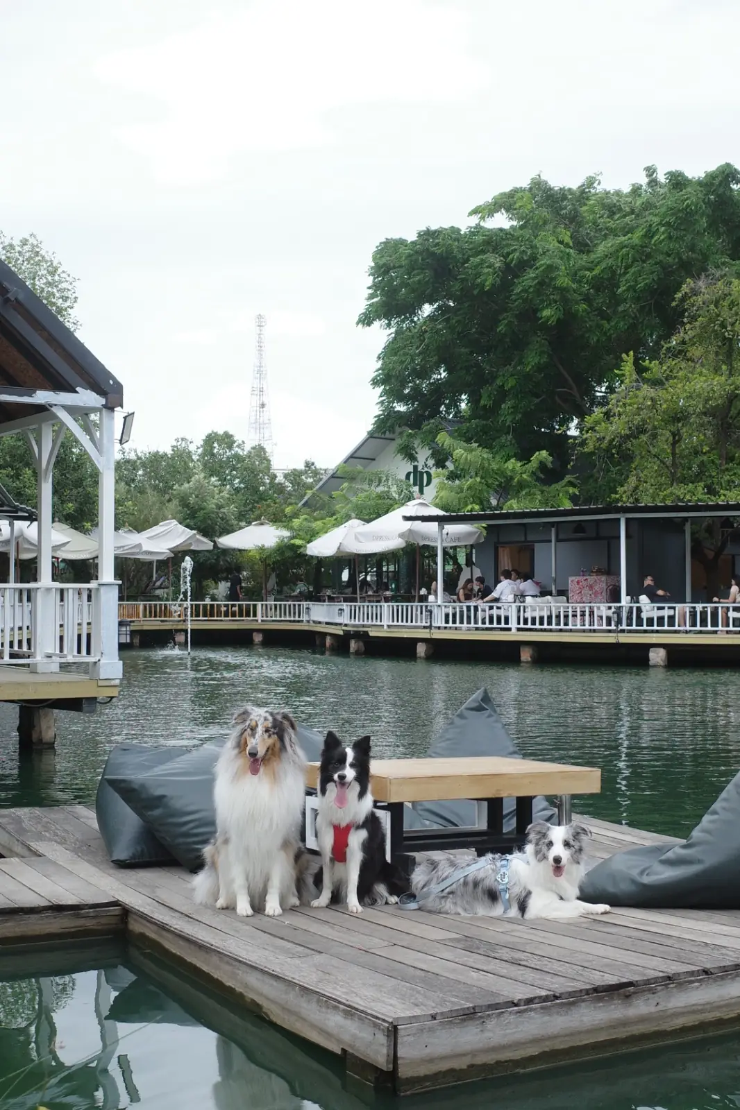 Dpresso Cafe pets image 5