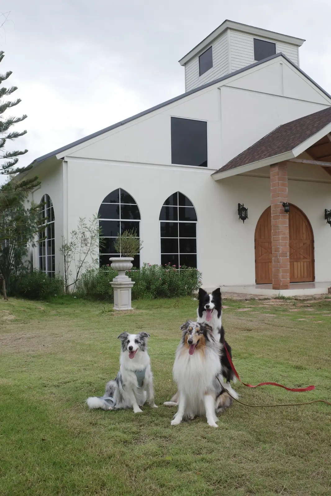 Dpresso Cafe pets image 2