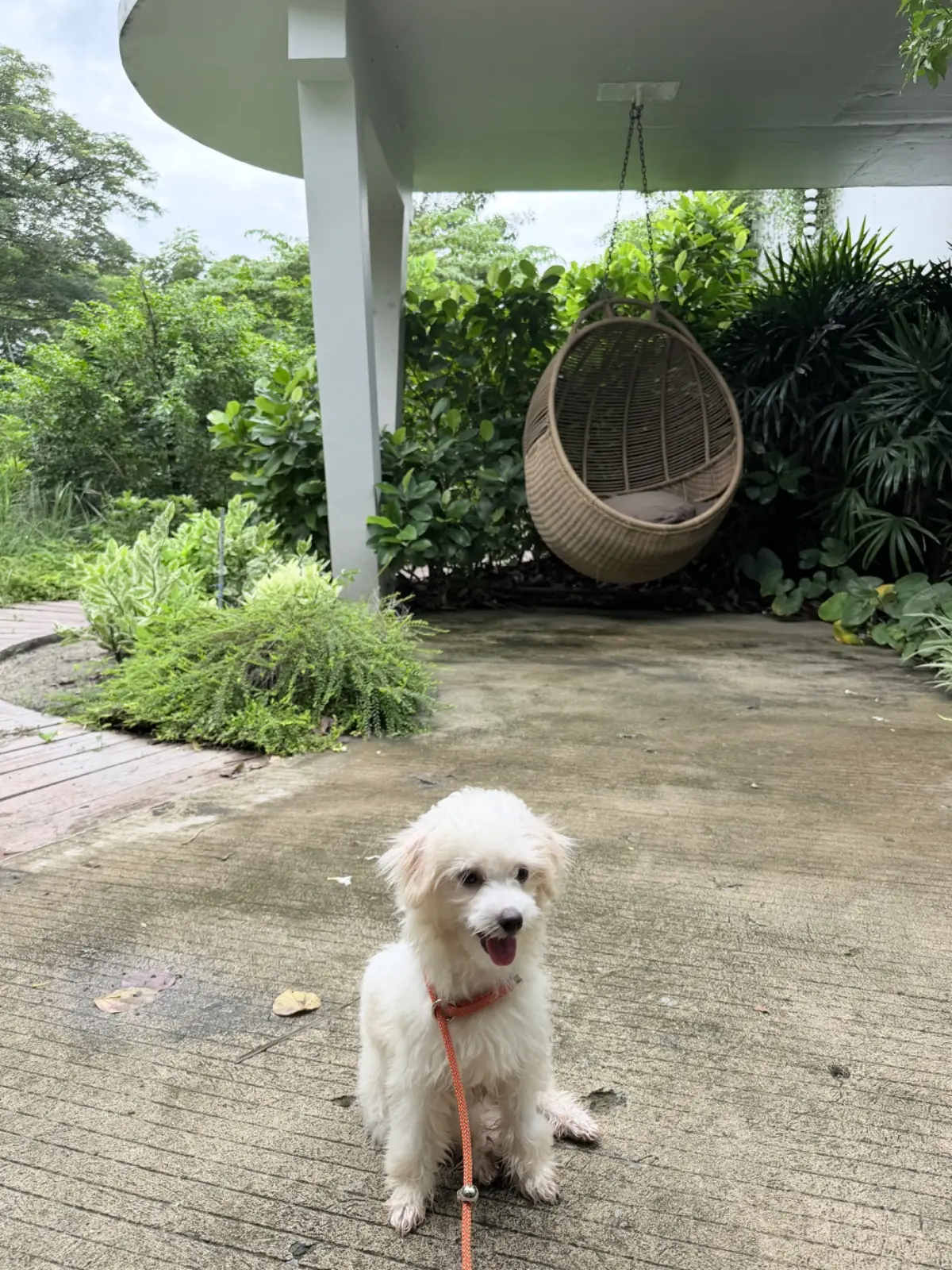 สวนลุงแดง pets image 4