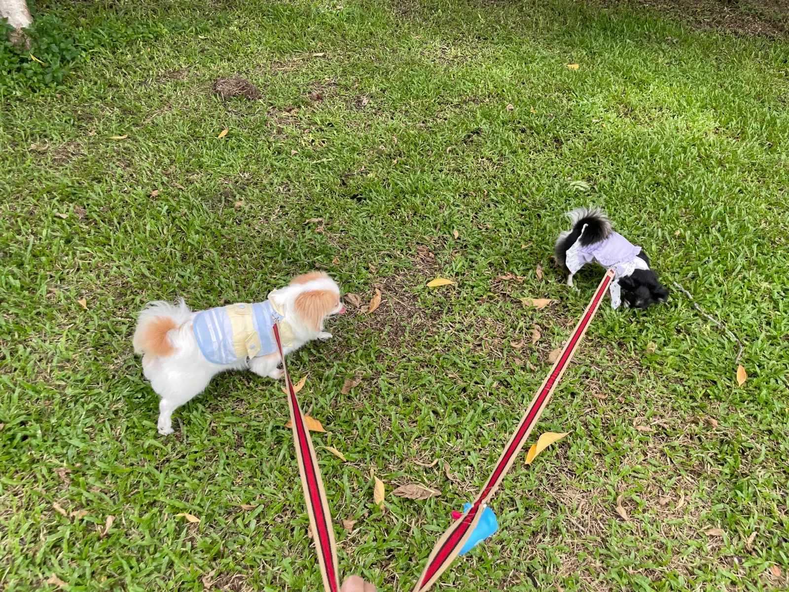 สวนลุงแดง pets image 1