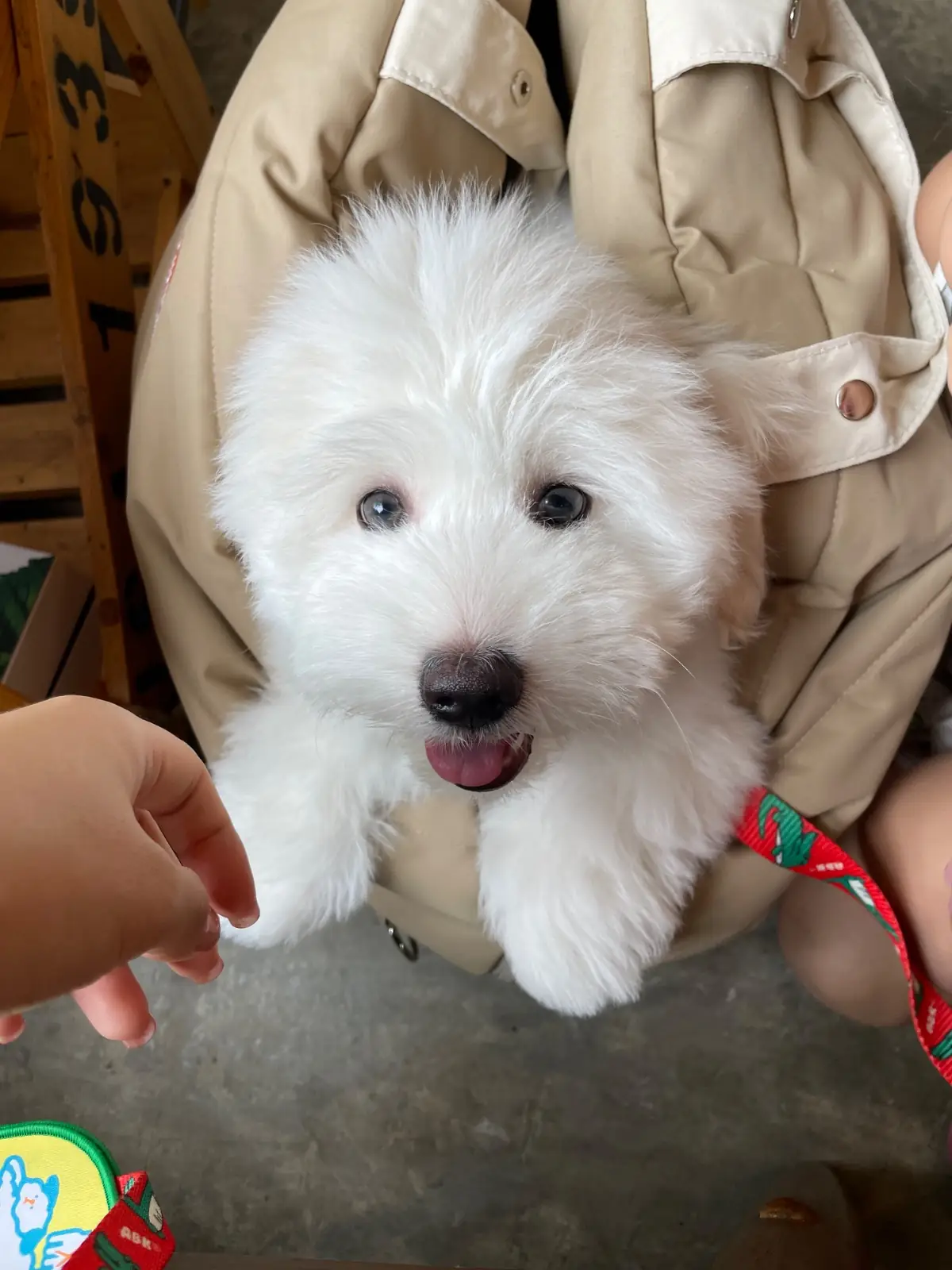 Boonchomphu Cafe & Studio pets image 1