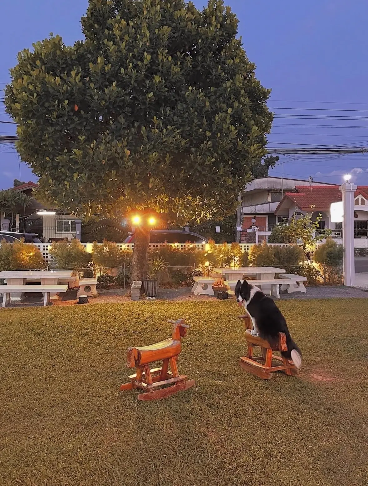 Ah Pae Pork Satay pets image 1