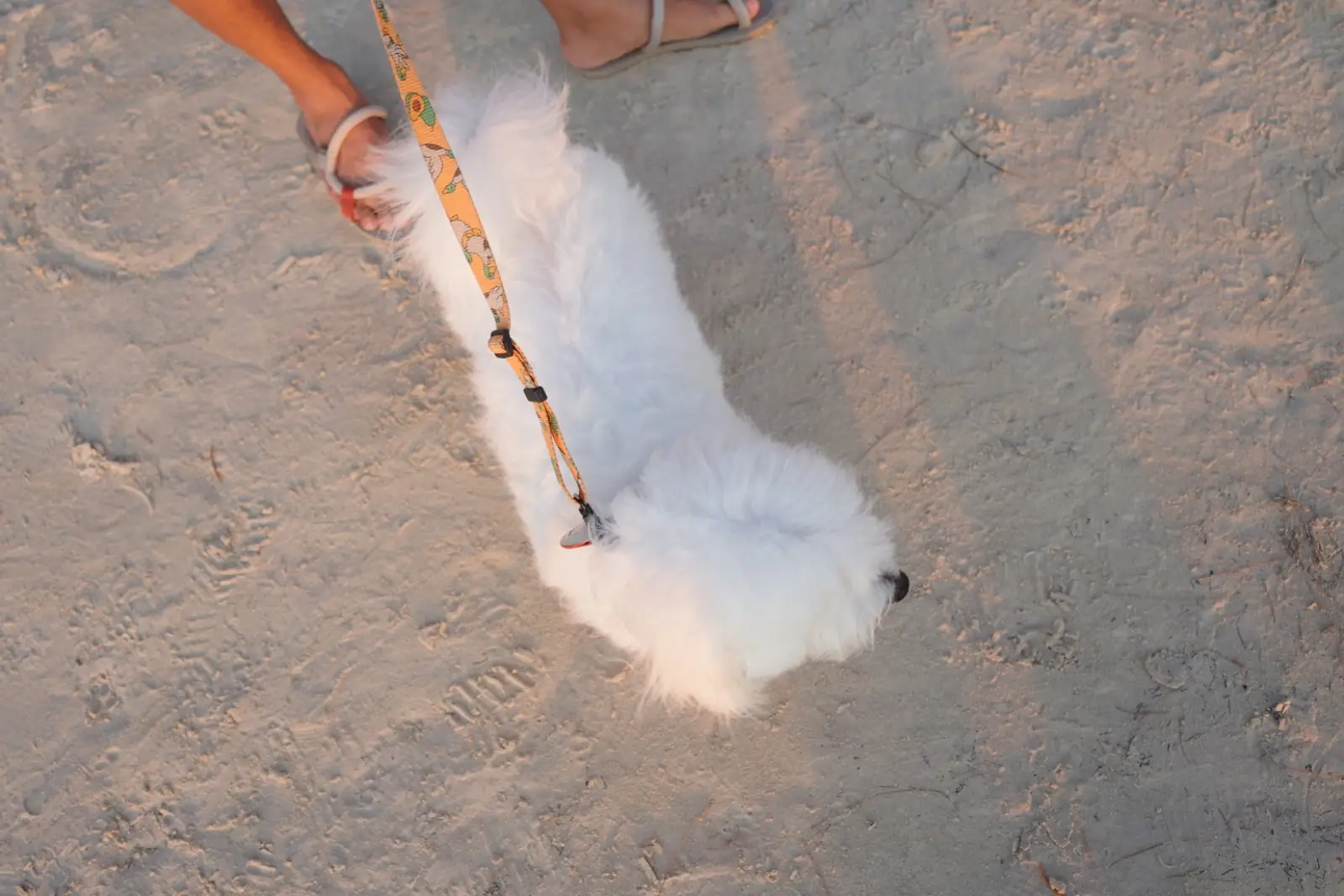 Koh Tao Heritage pets image 1