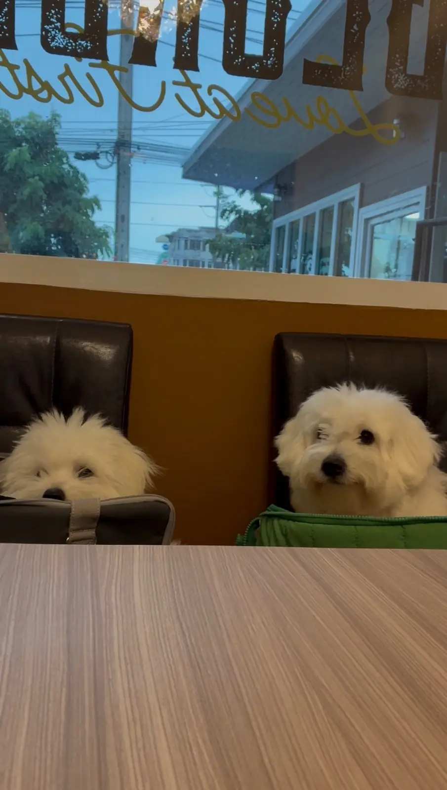 Georgio's Pizza - BKK pets image 1