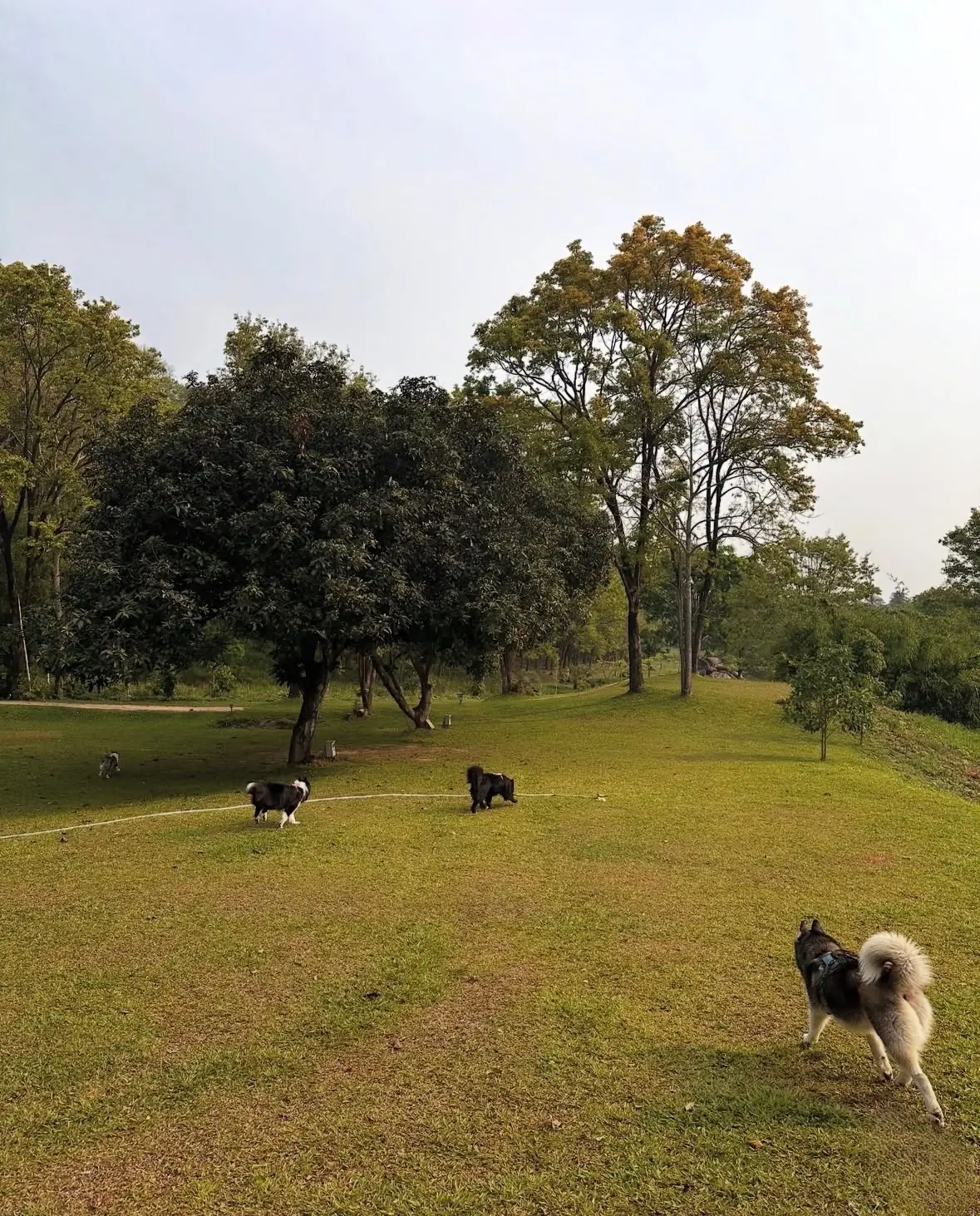 ตระการตา แคมป์ pets image 1