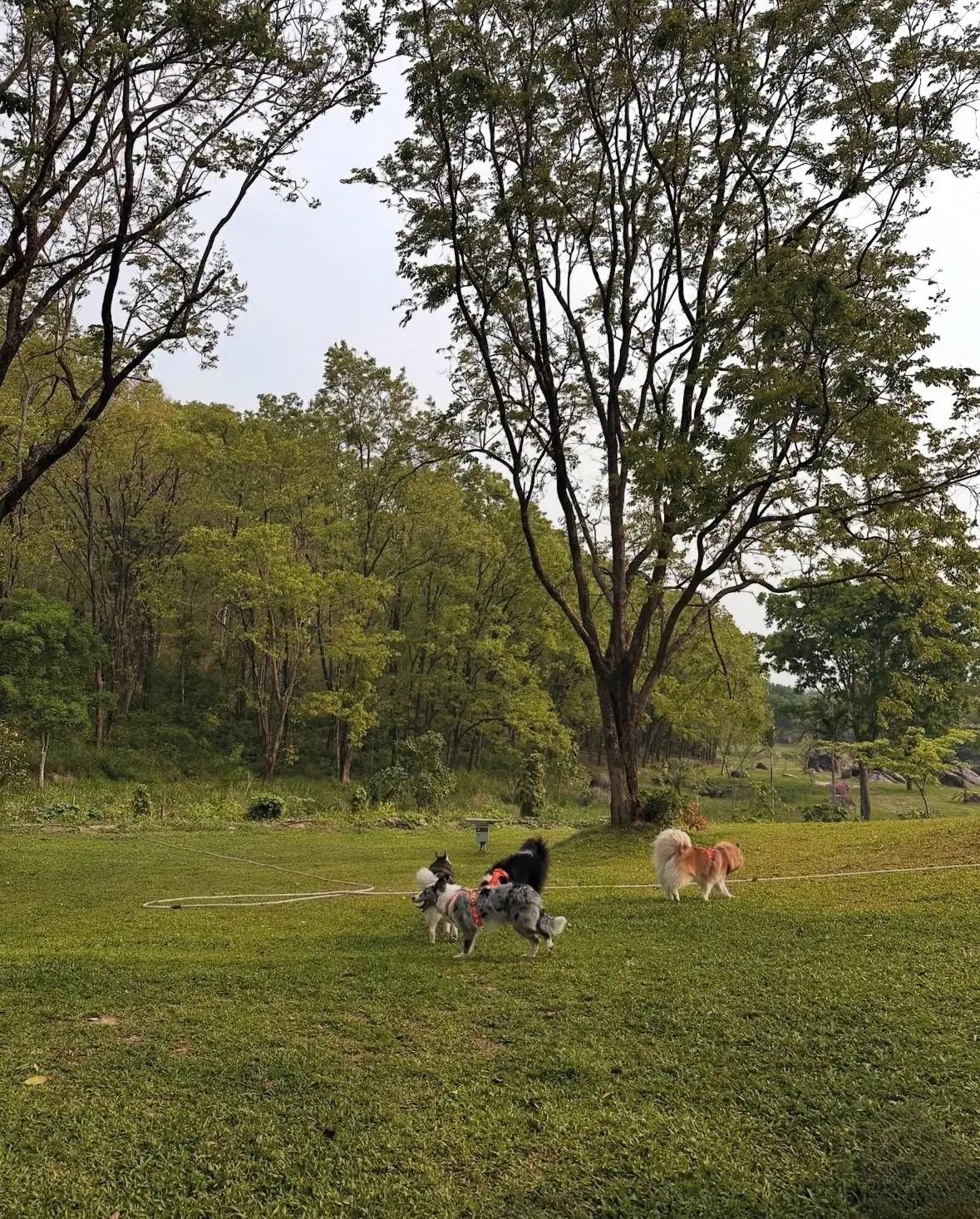 ตระการตา แคมป์ pets image 4