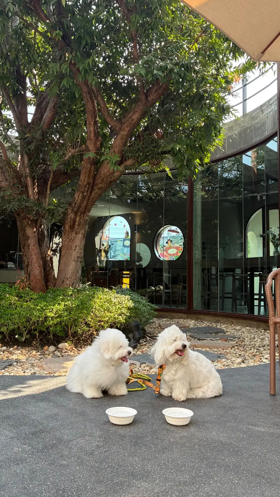 homerunbkk pets image 1