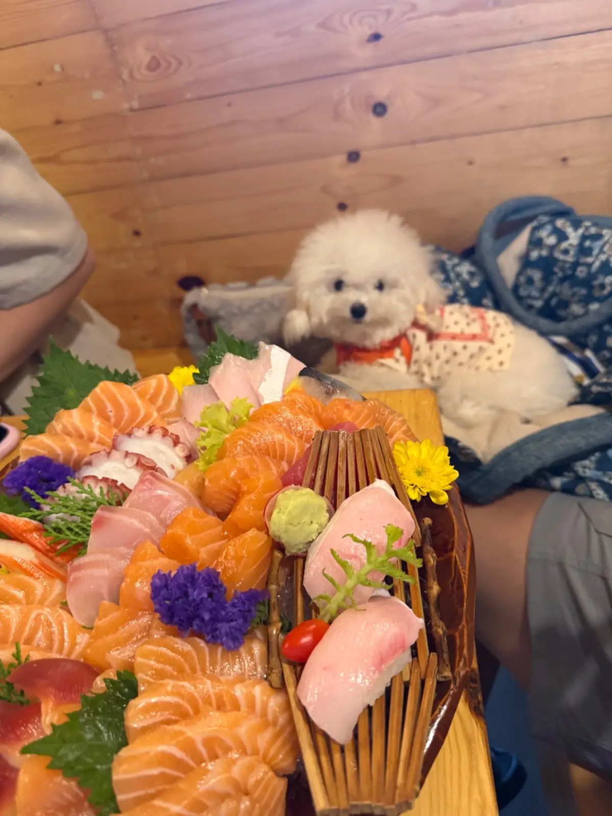 Achisan pets image 2