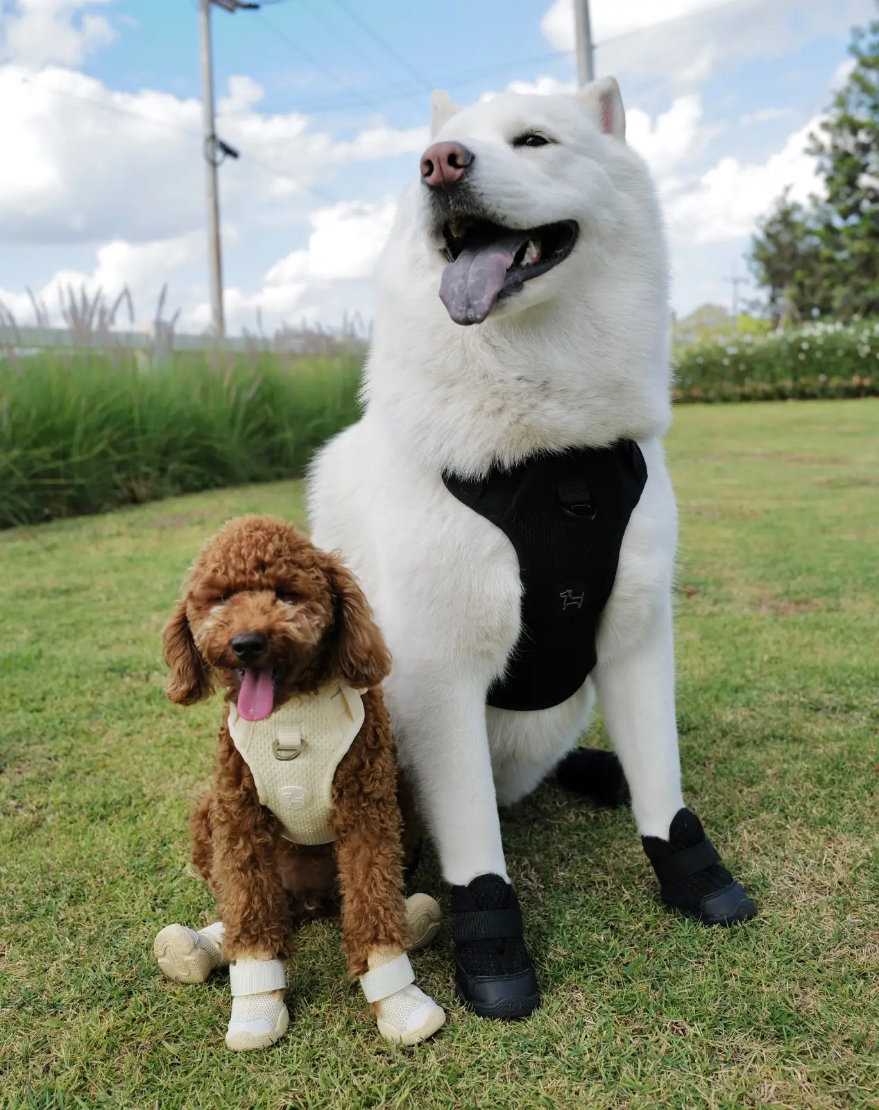 Eden Hill Khaoyai pets image 2