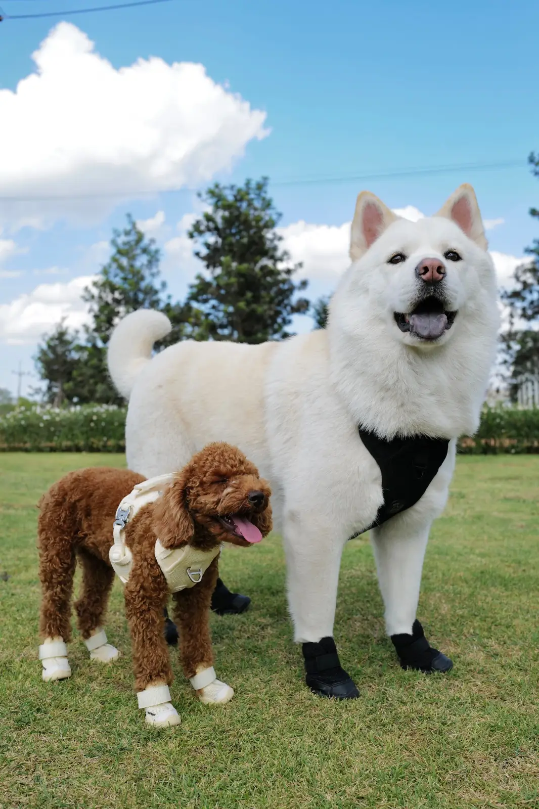 Eden Hill Khaoyai pets image 1