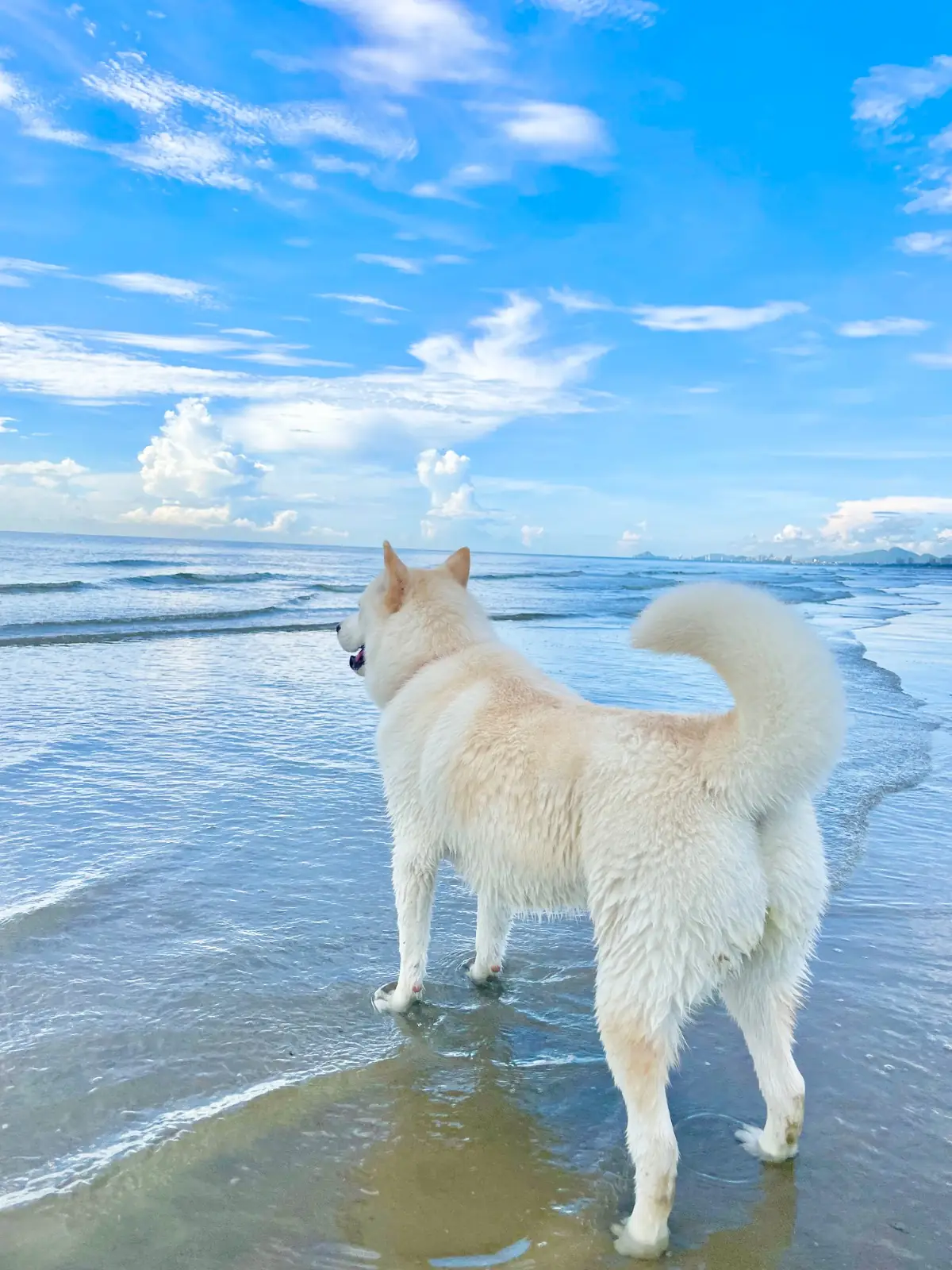 Avani+ Hua Hin Resort pets image 1