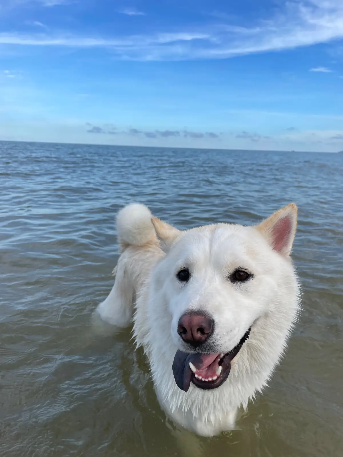 Avani+ Hua Hin Resort pets image 2