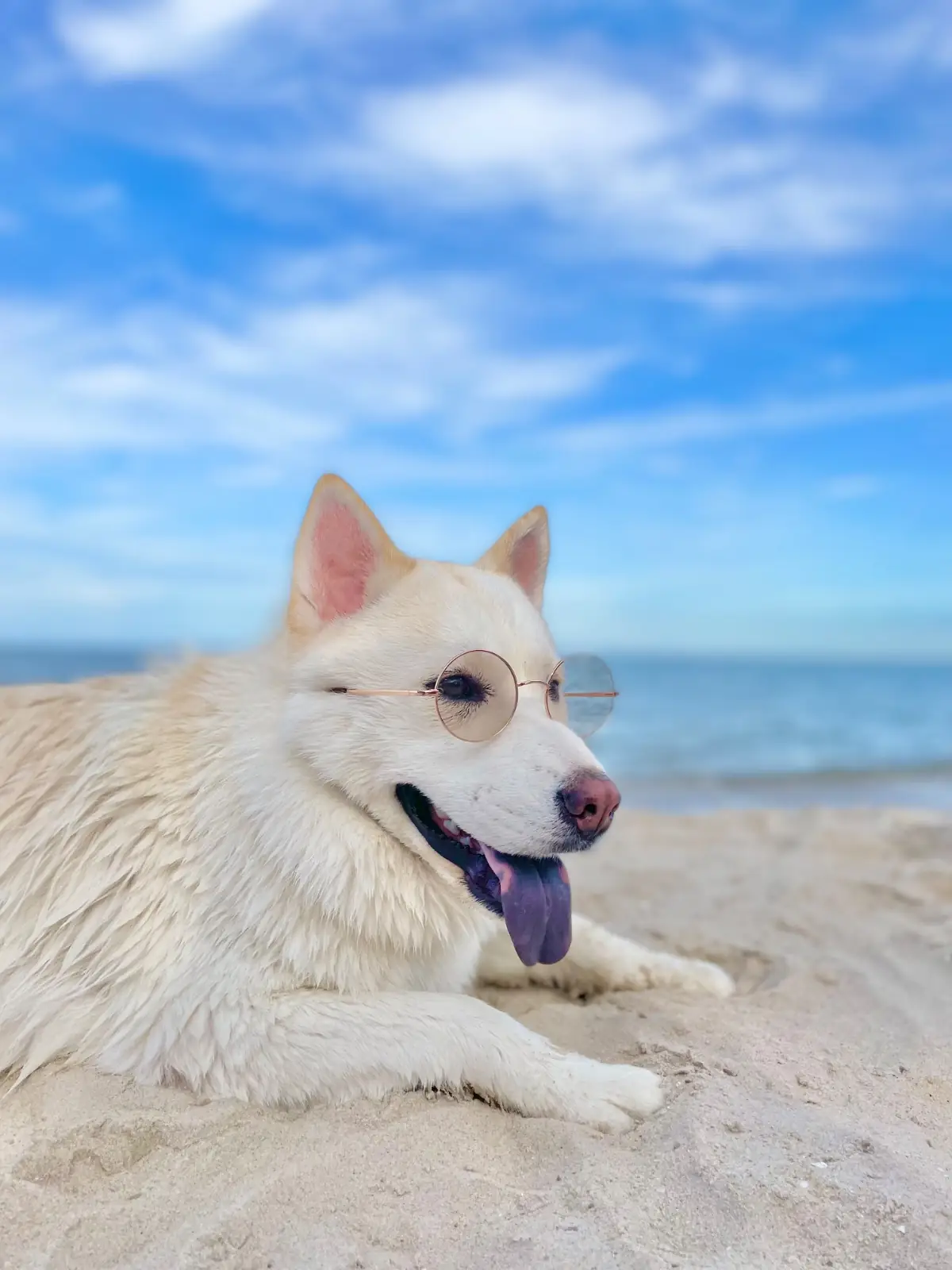 Avani+ Hua Hin Resort pets image 3