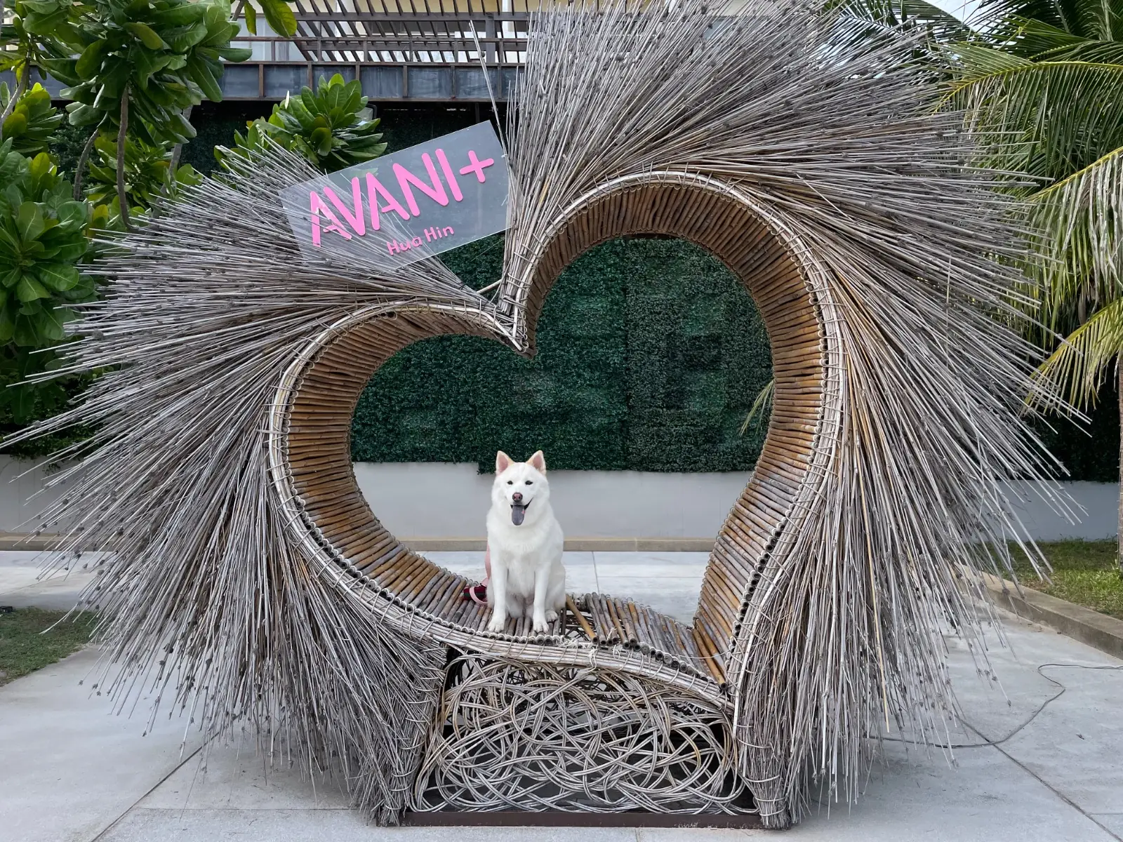 Avani+ Hua Hin Resort pets image 6