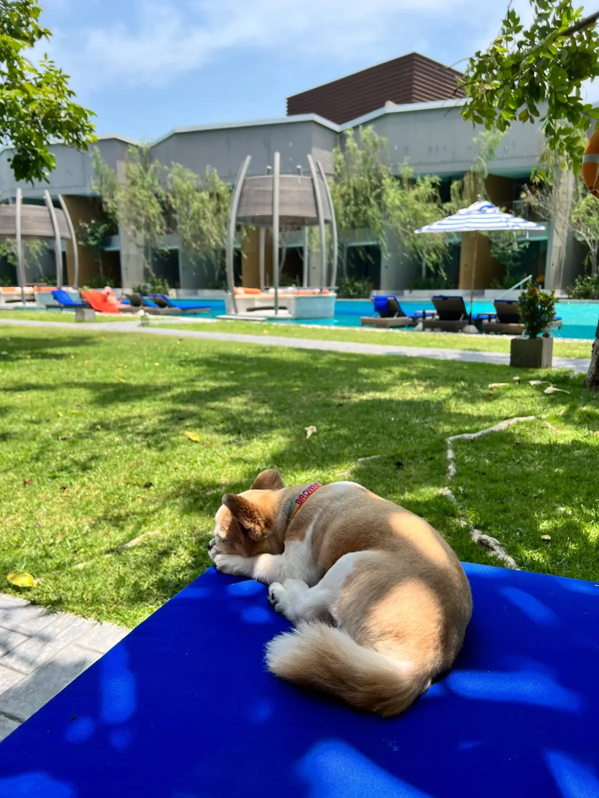 Avani+ Hua Hin Resort pets image 5