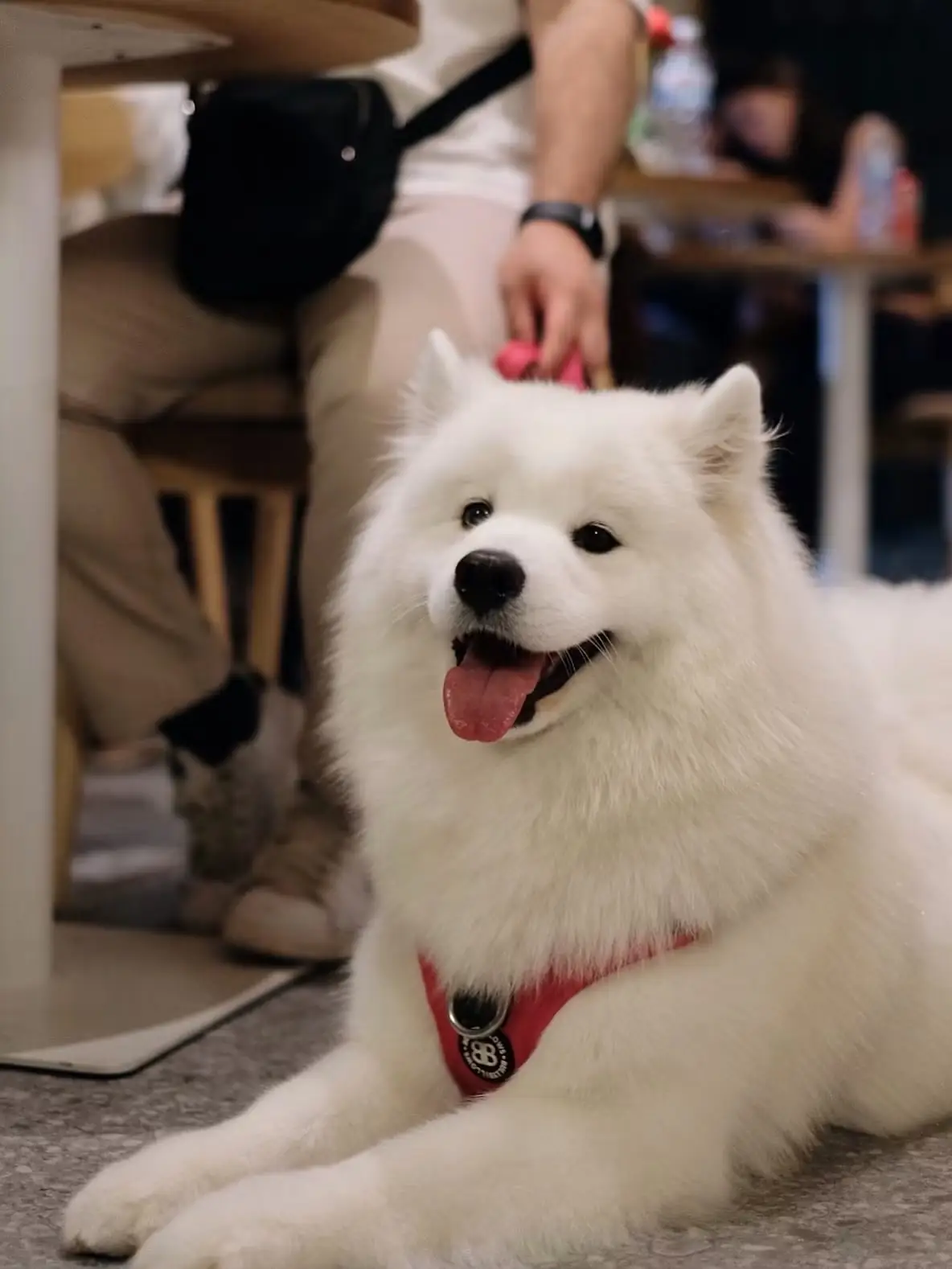 Otsu Izakaya pets image 1