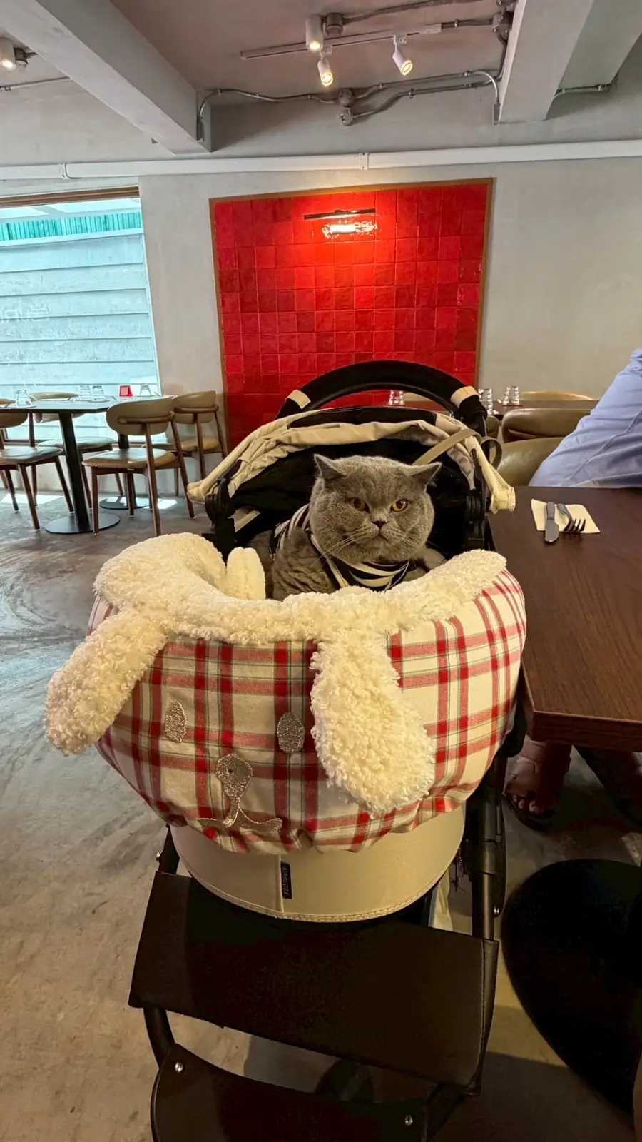 Burnt Bangkok pets image 1