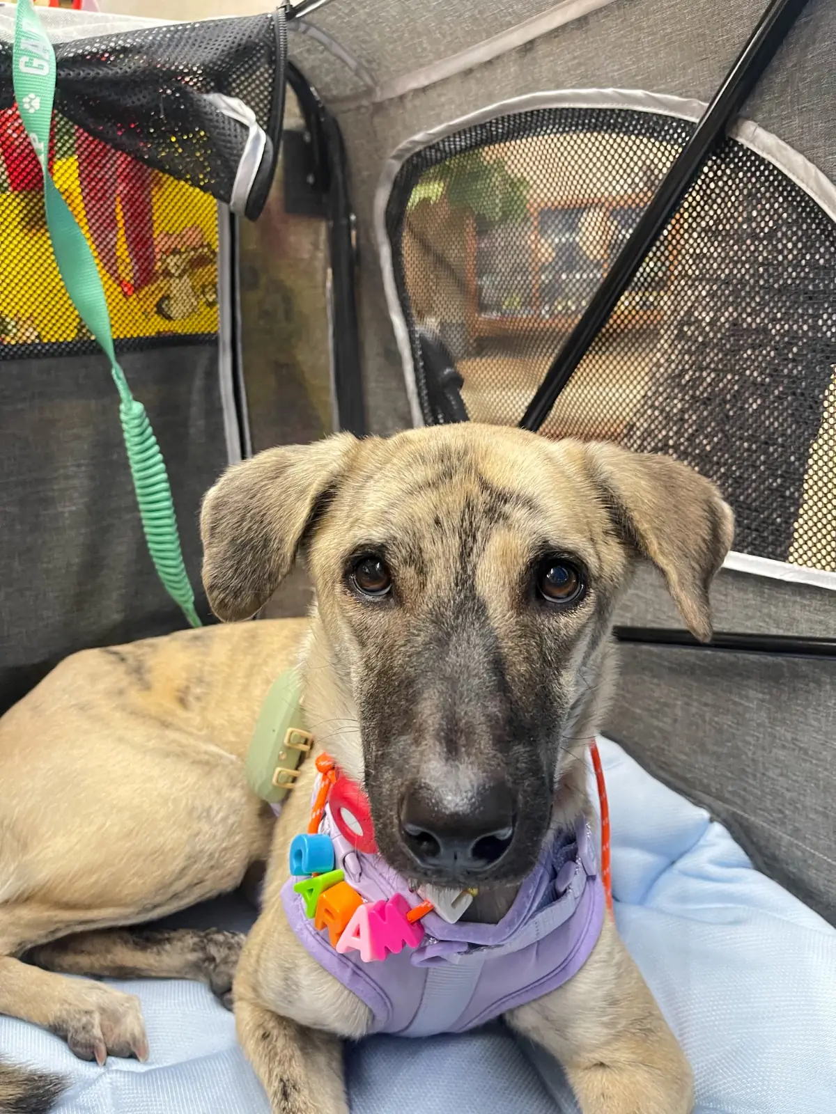 Phed Phed Bistro other image 1